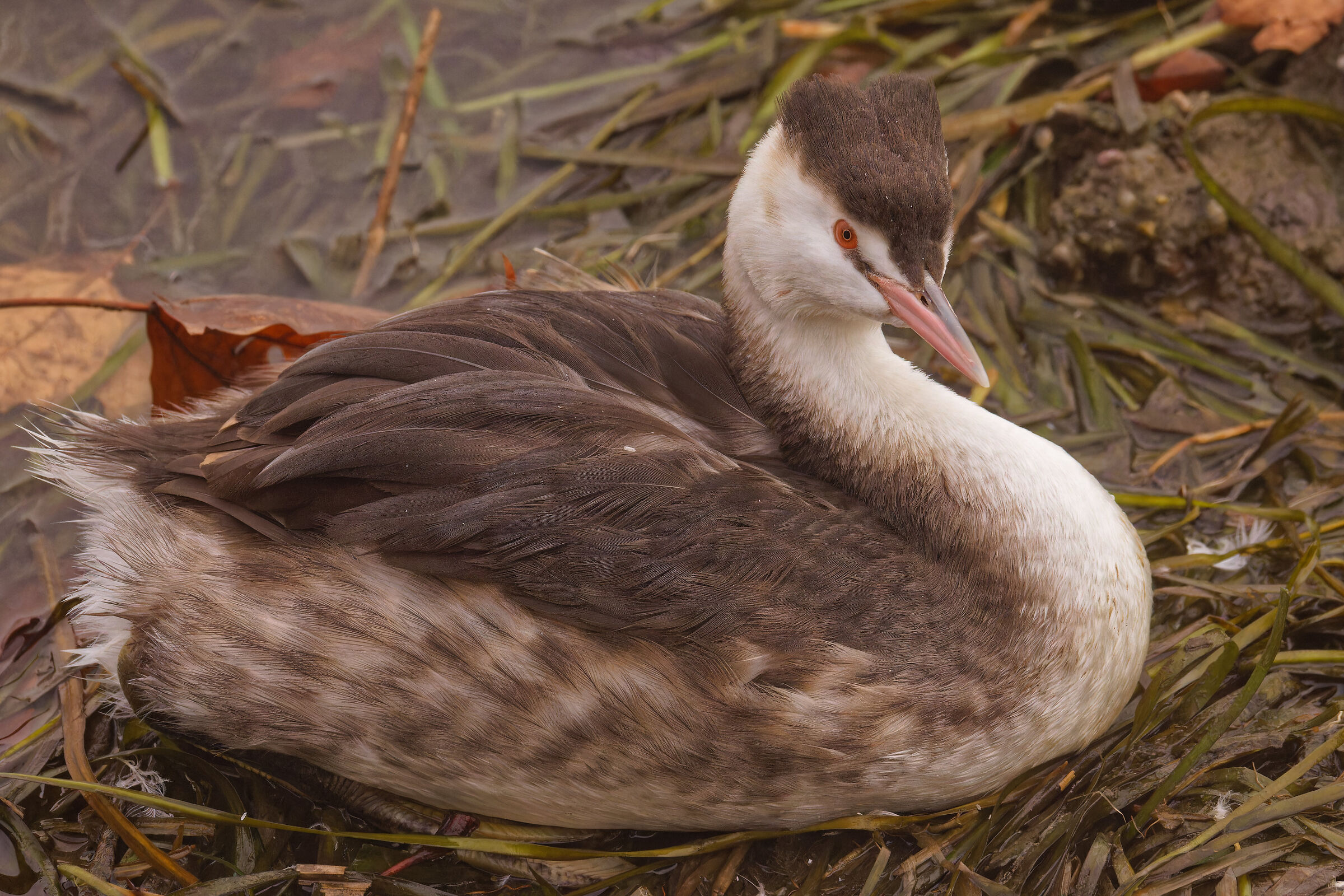 Great crested grebe