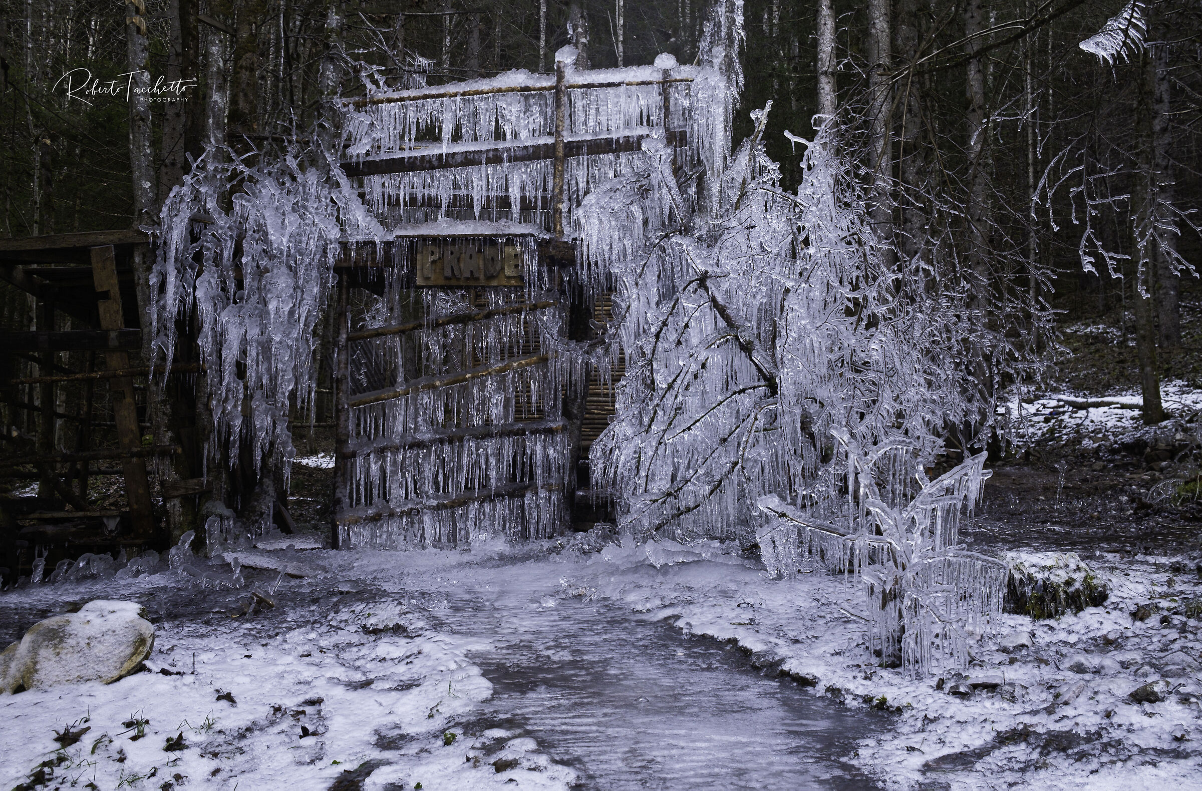 In the enchanted forest