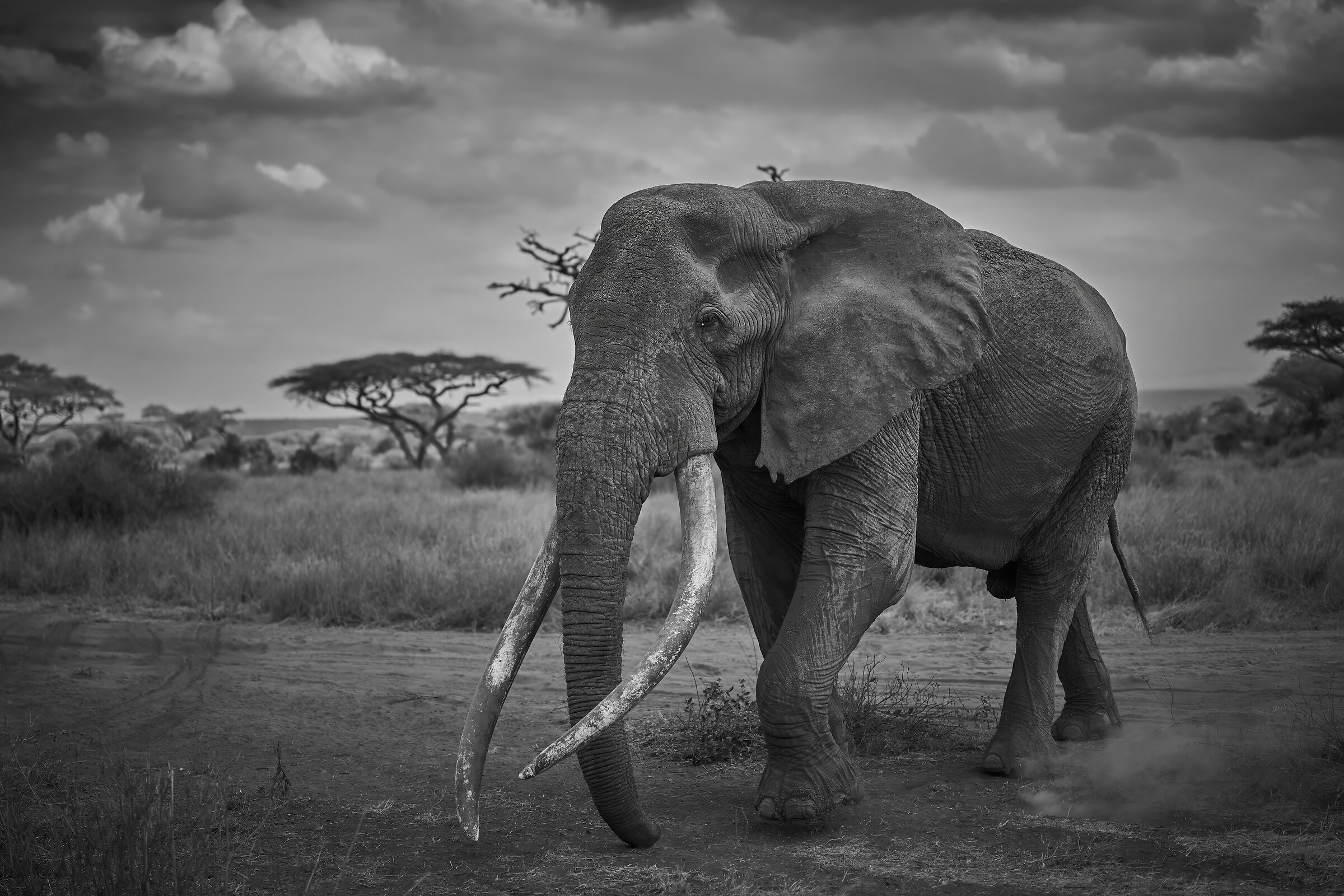 Craig the "Big Tusker" of Amboseli