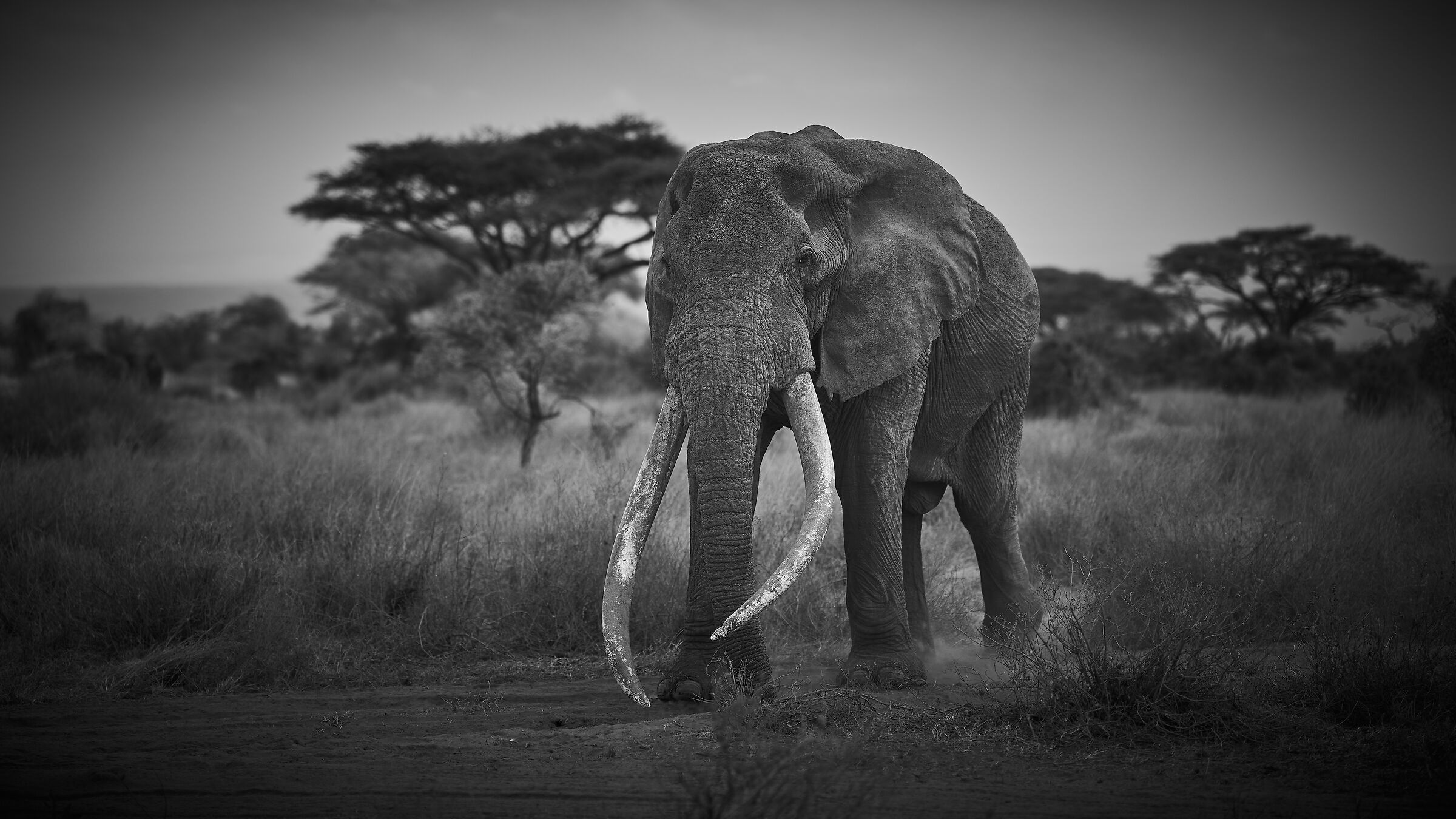 Craig il "Big Tusker" di Amboseli