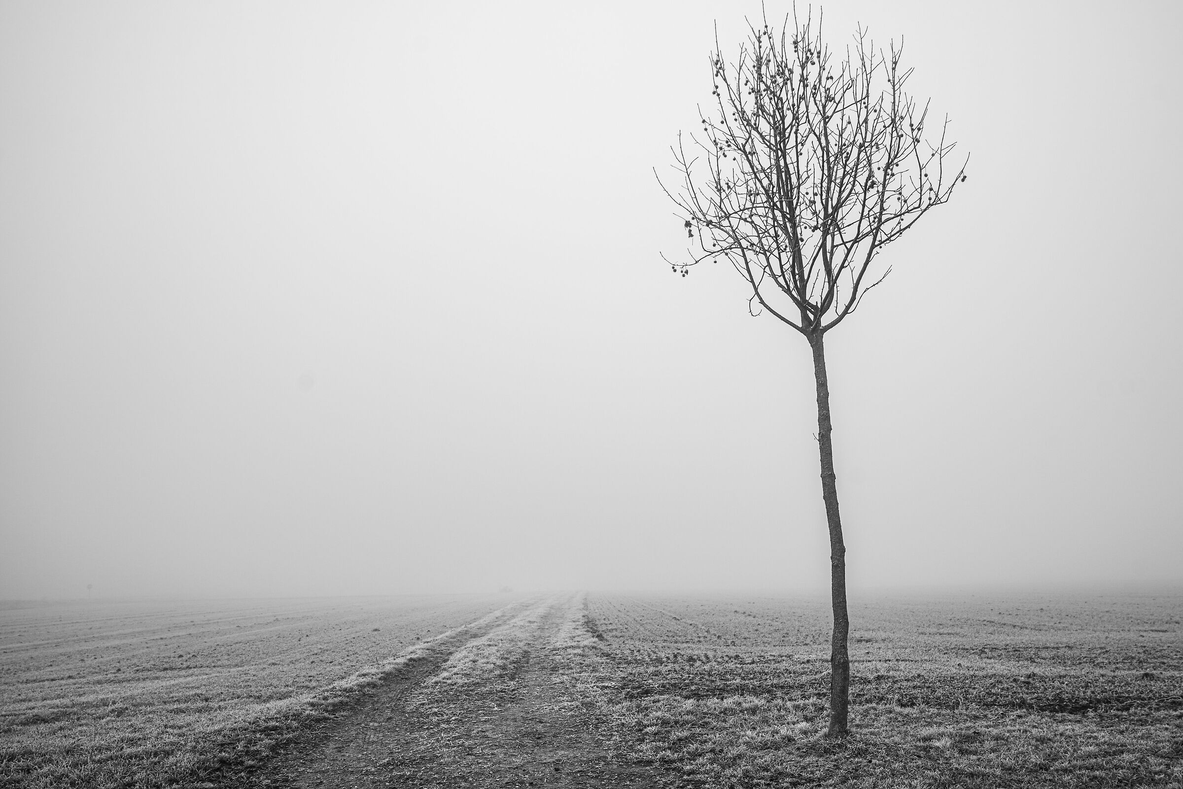 Fog B&W 1