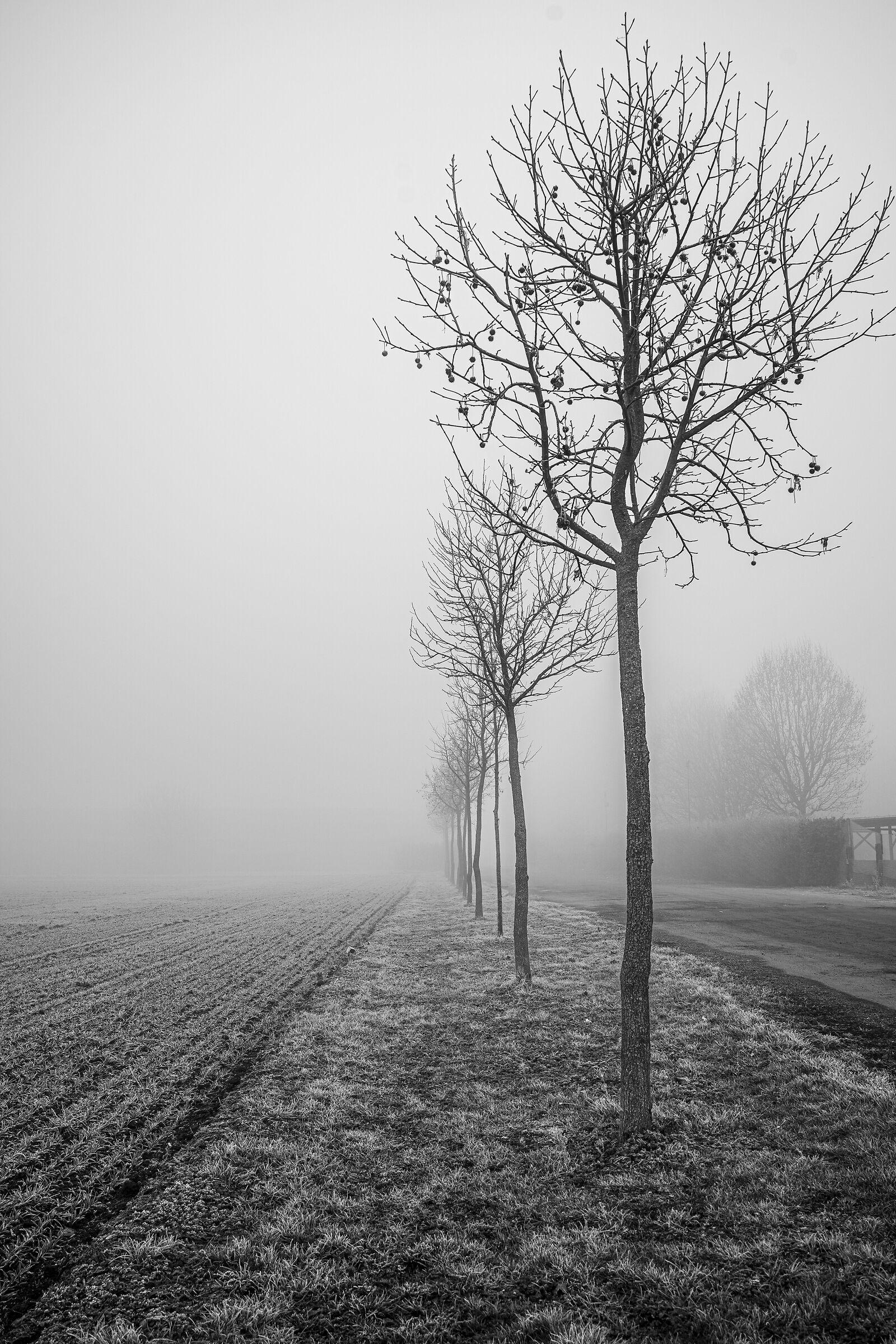 Fog B&W 2