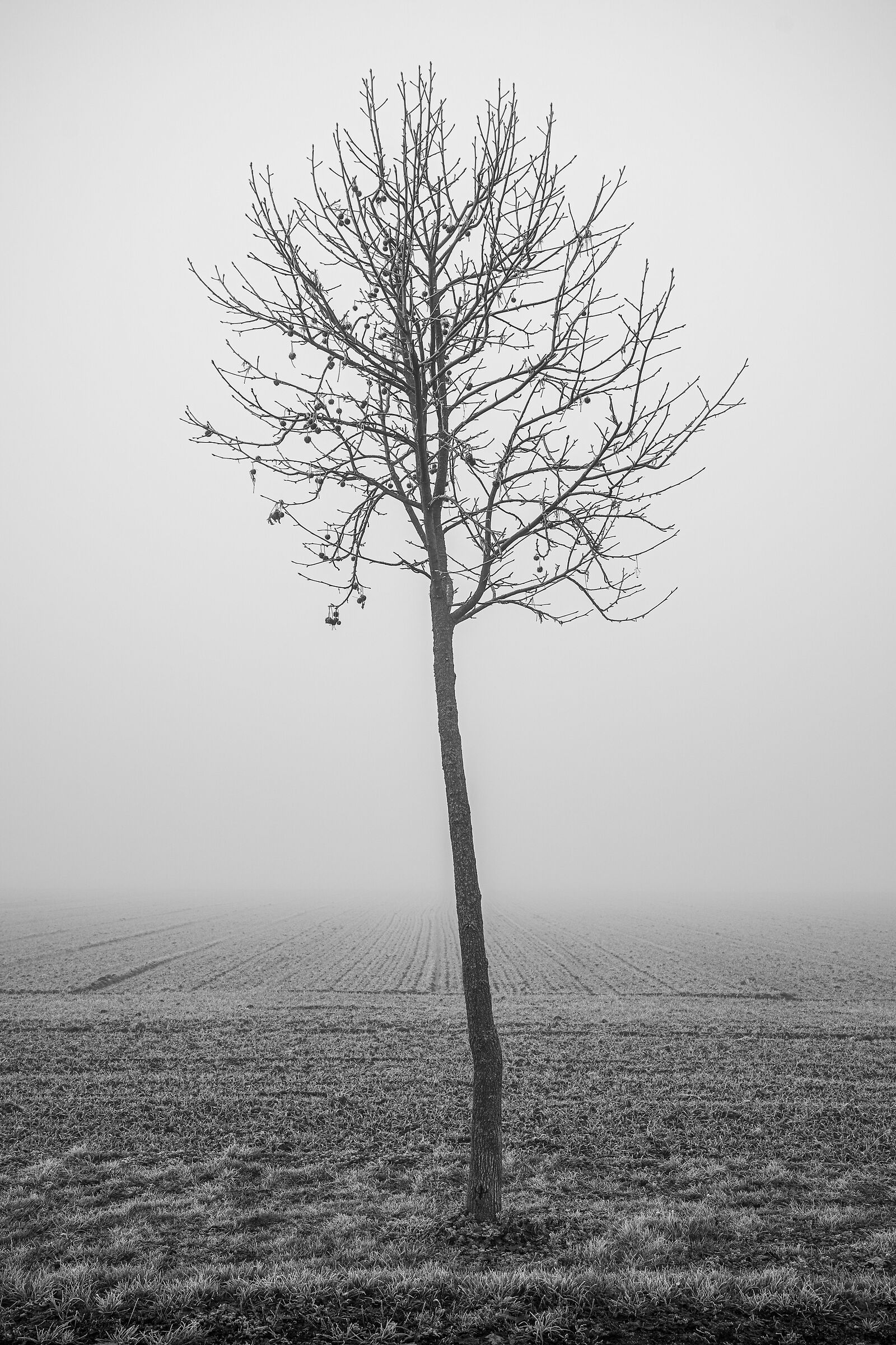Fog B&W 3