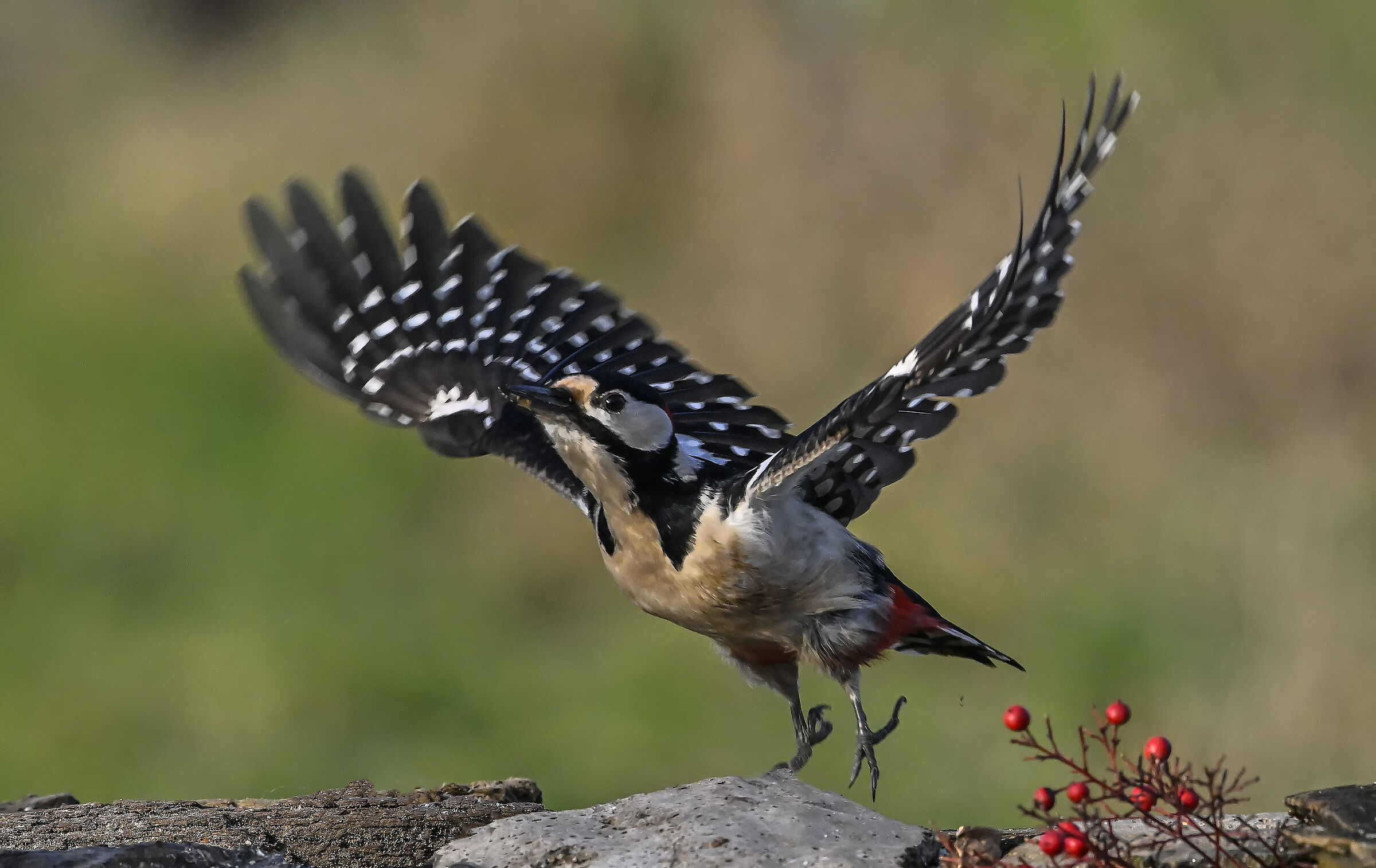Spotted woodpecker #capannocora