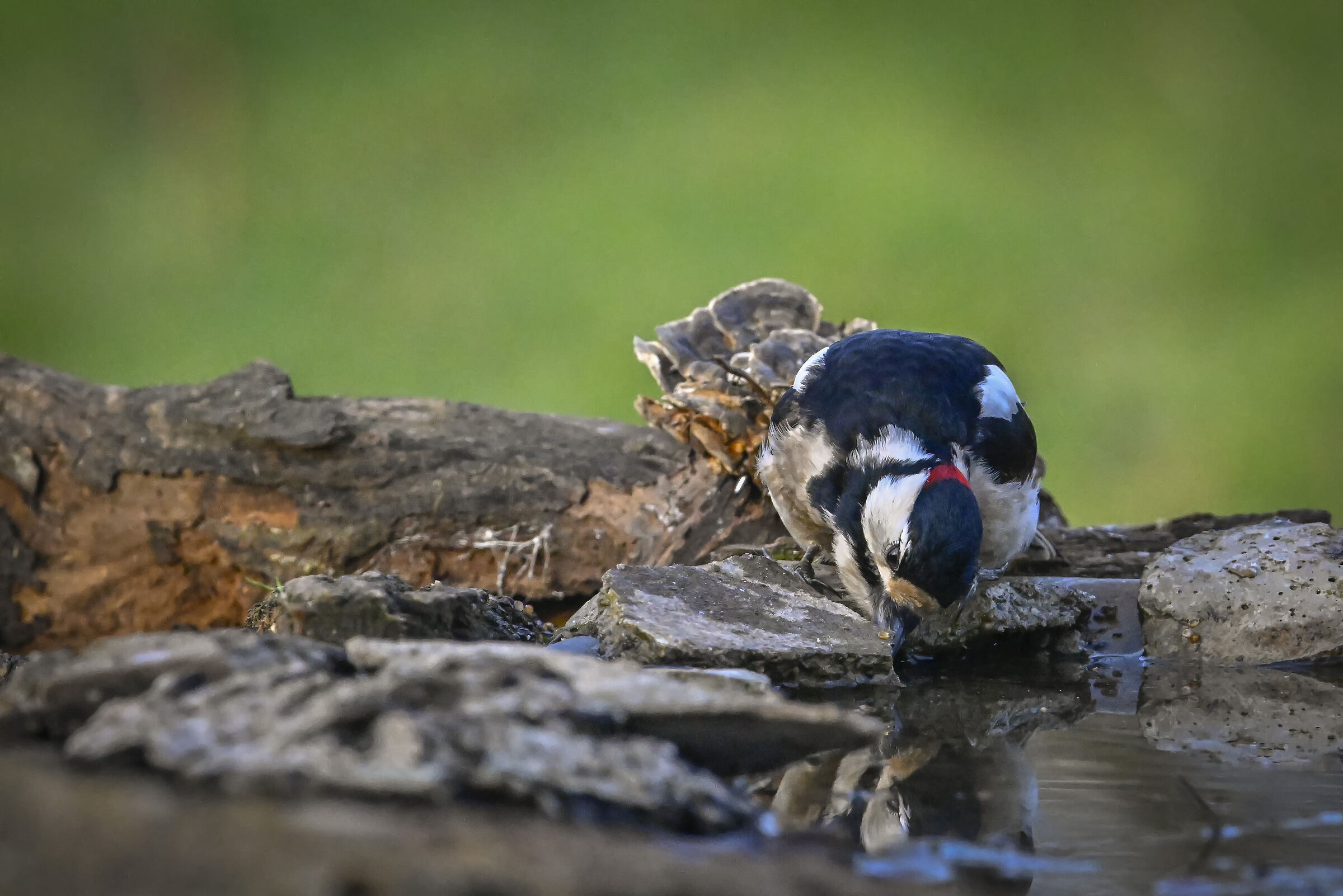 Thirsty woodpecker