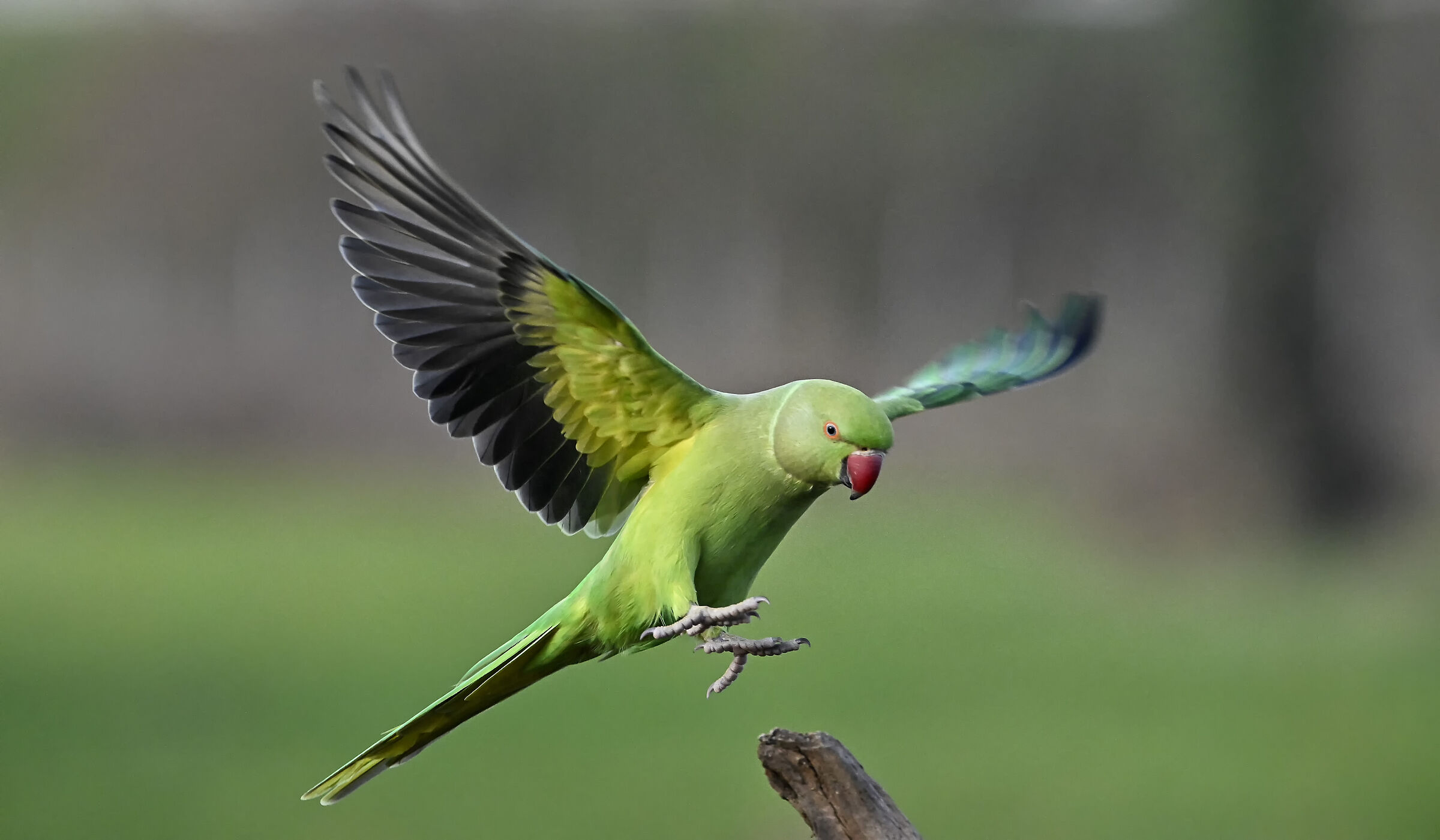 Parakeet
