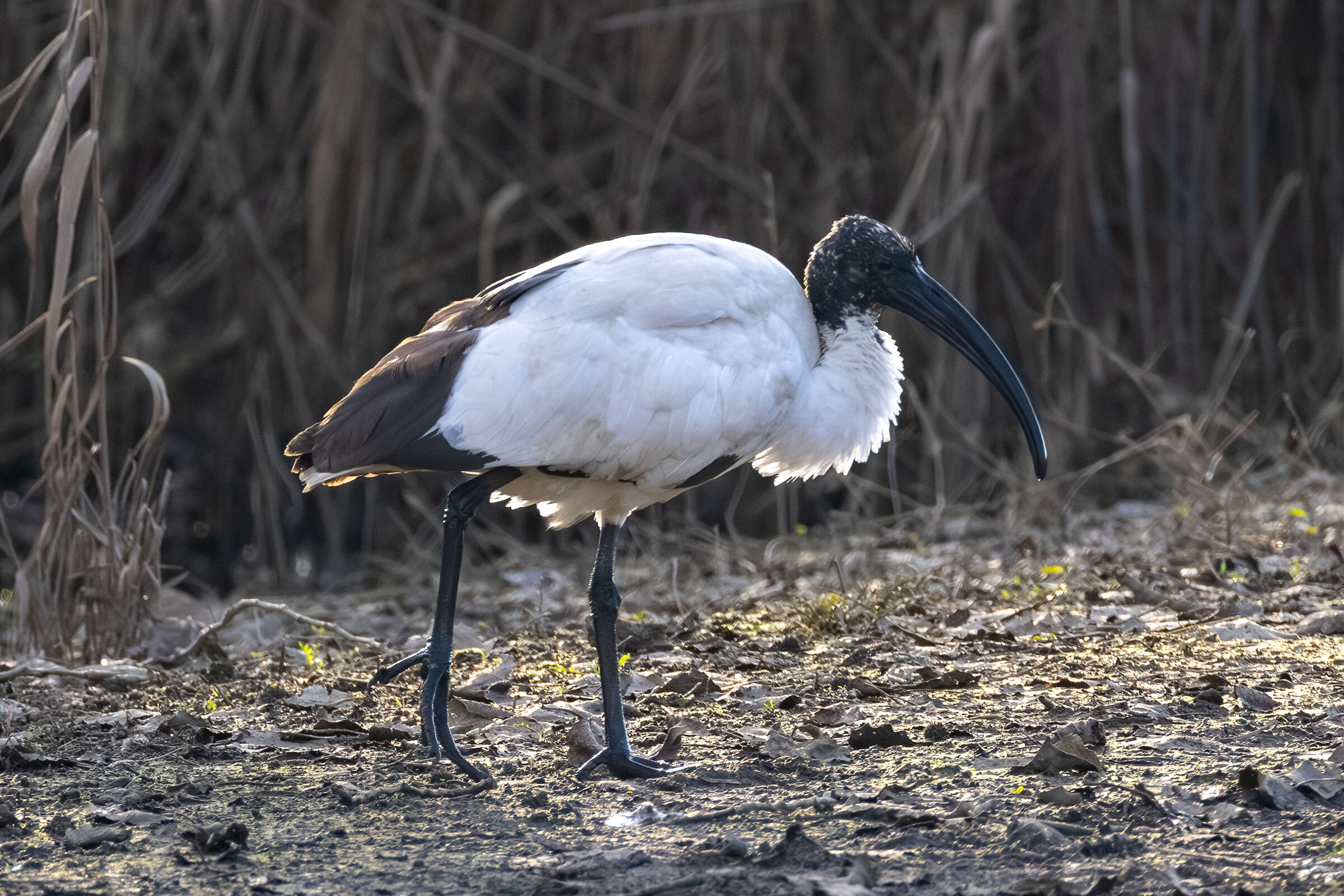 Ibis