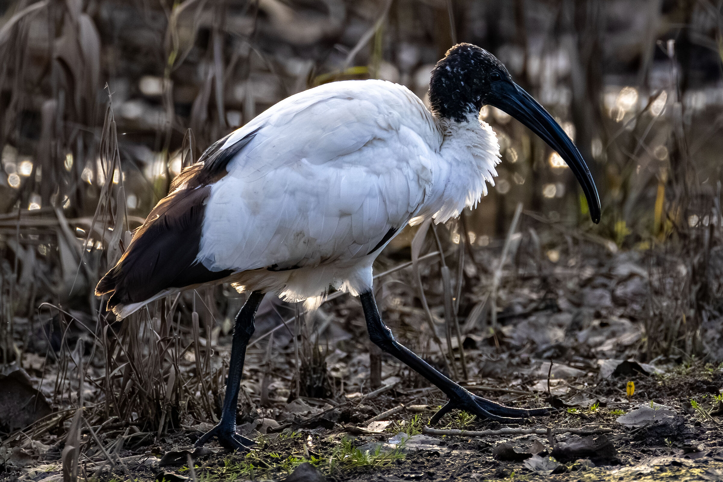 Ibis
