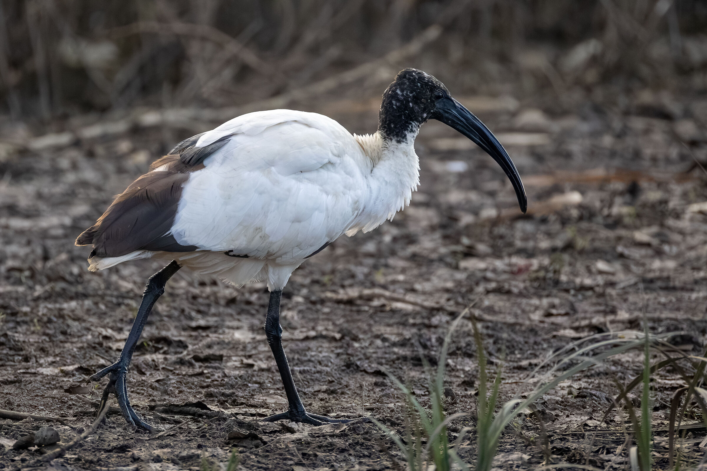 Ibis