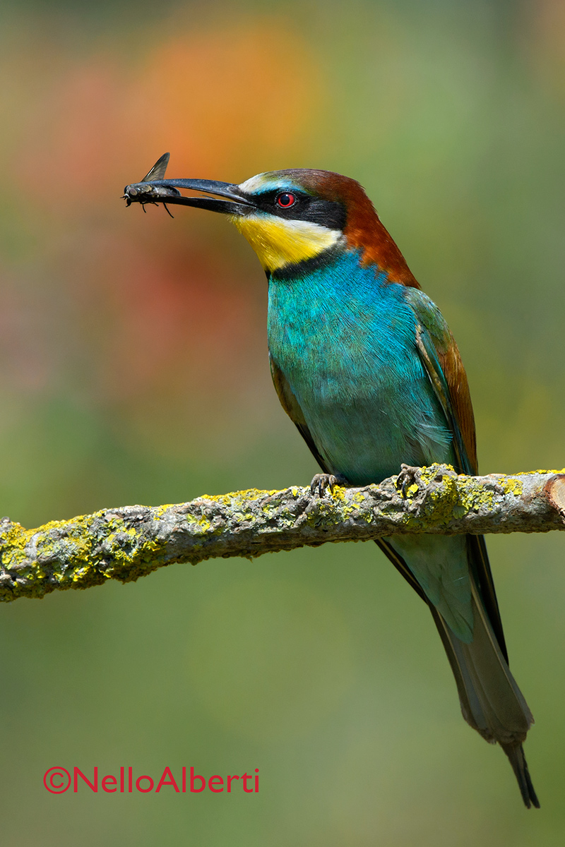 gruccione con insetto nero