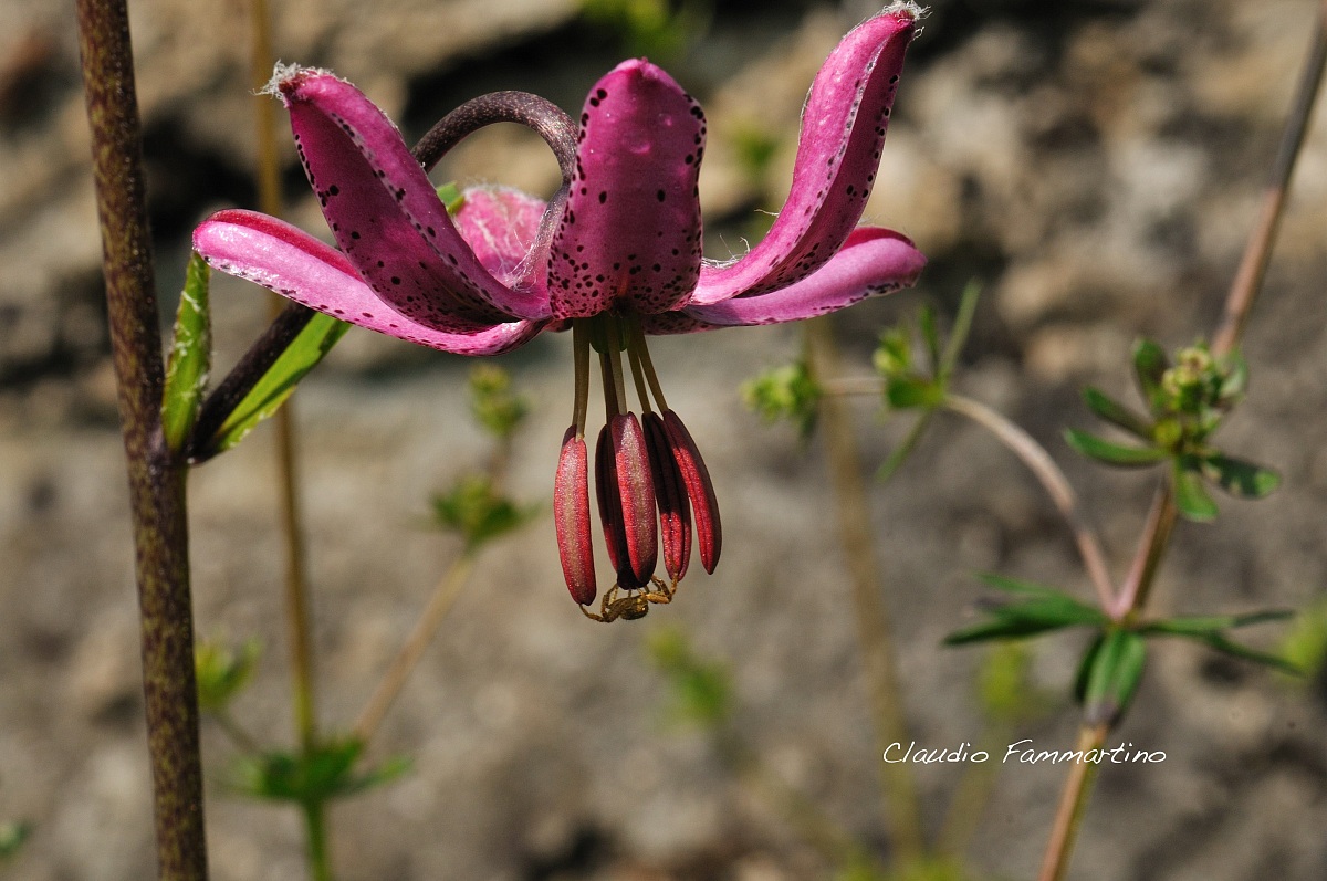 Turk's cap lily