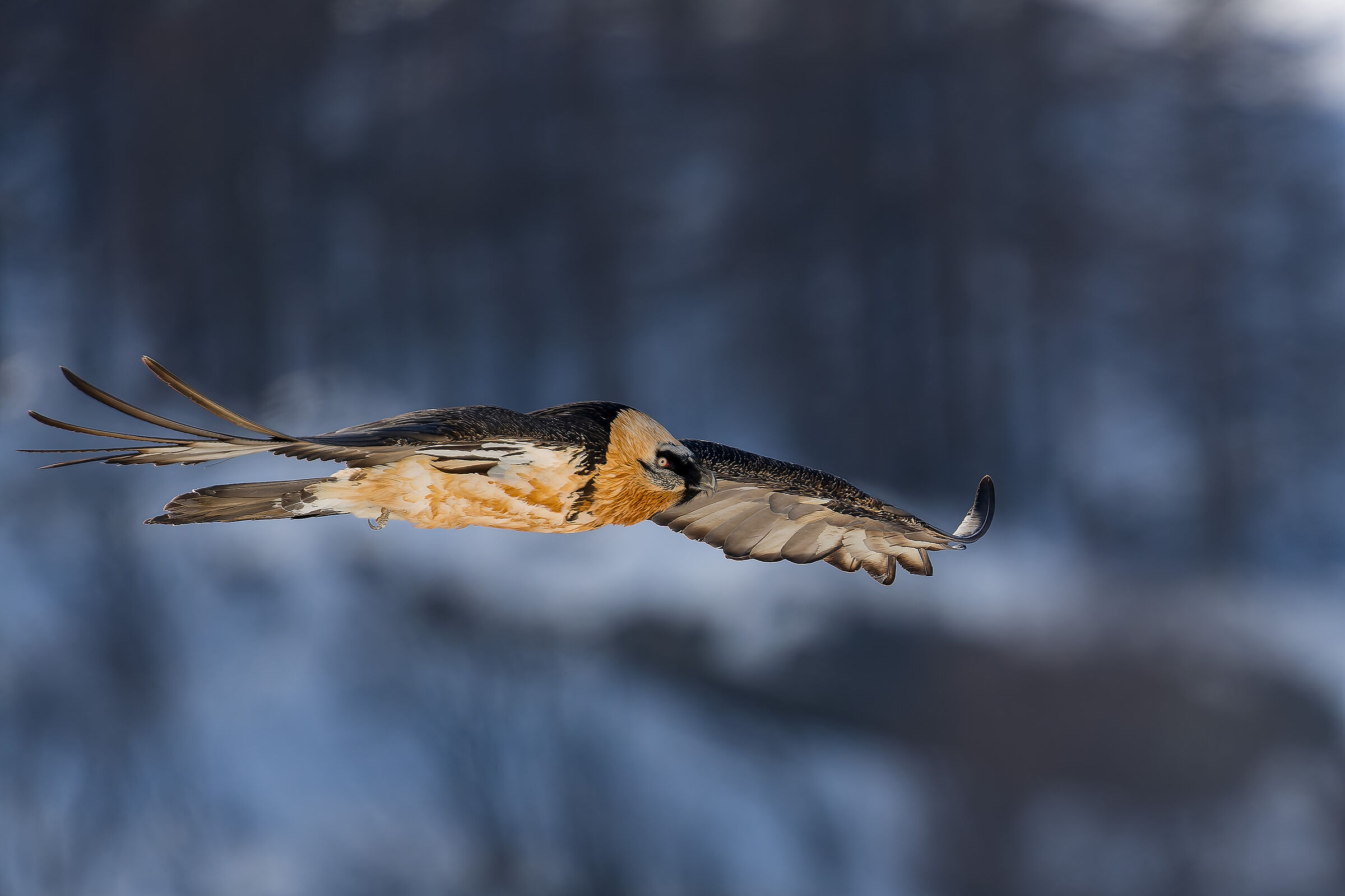 Gypaetus Barbatus - Parco Nazionale Gran Paradiso
