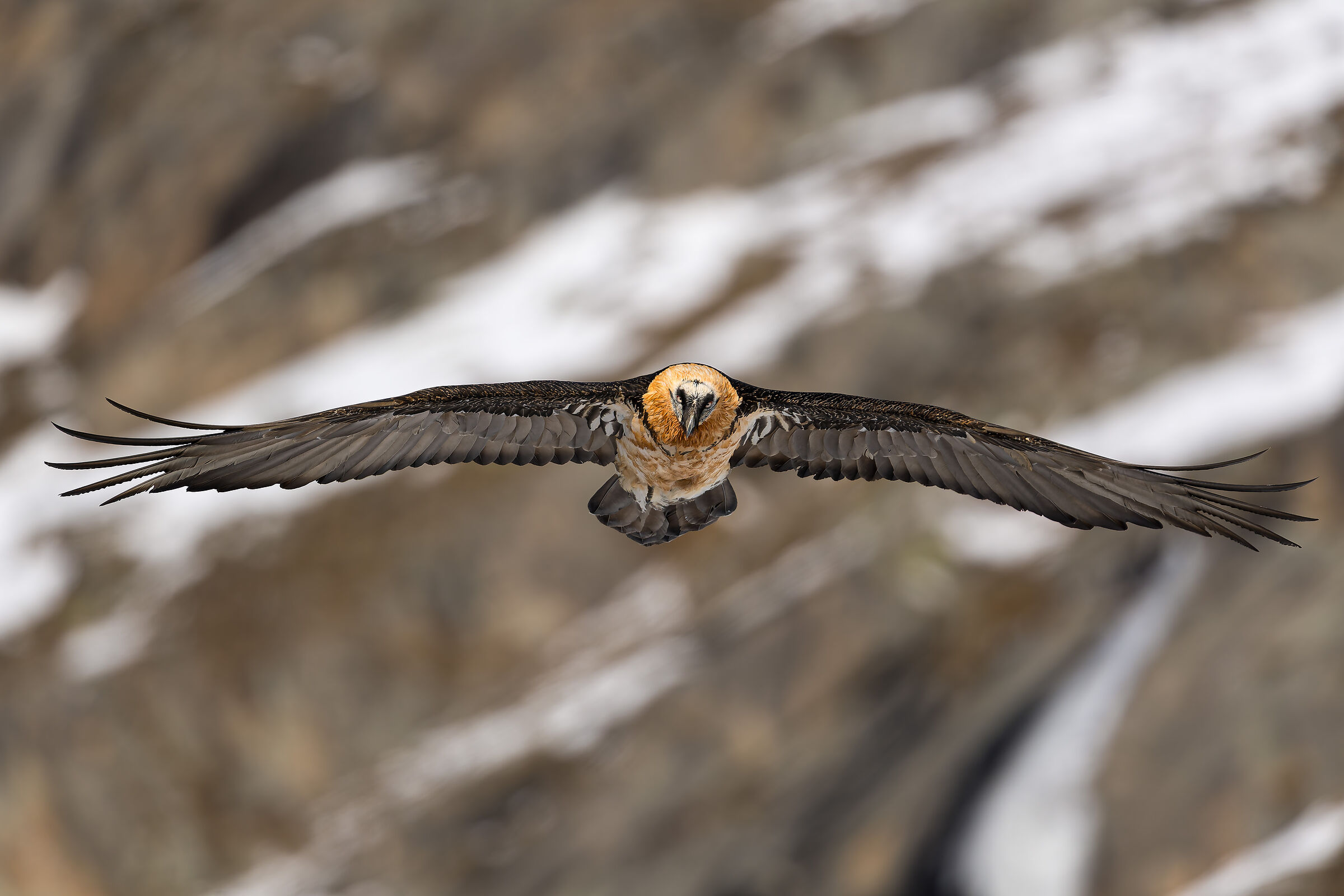 Gypaetus Barbatus - Gran Paradiso National Park