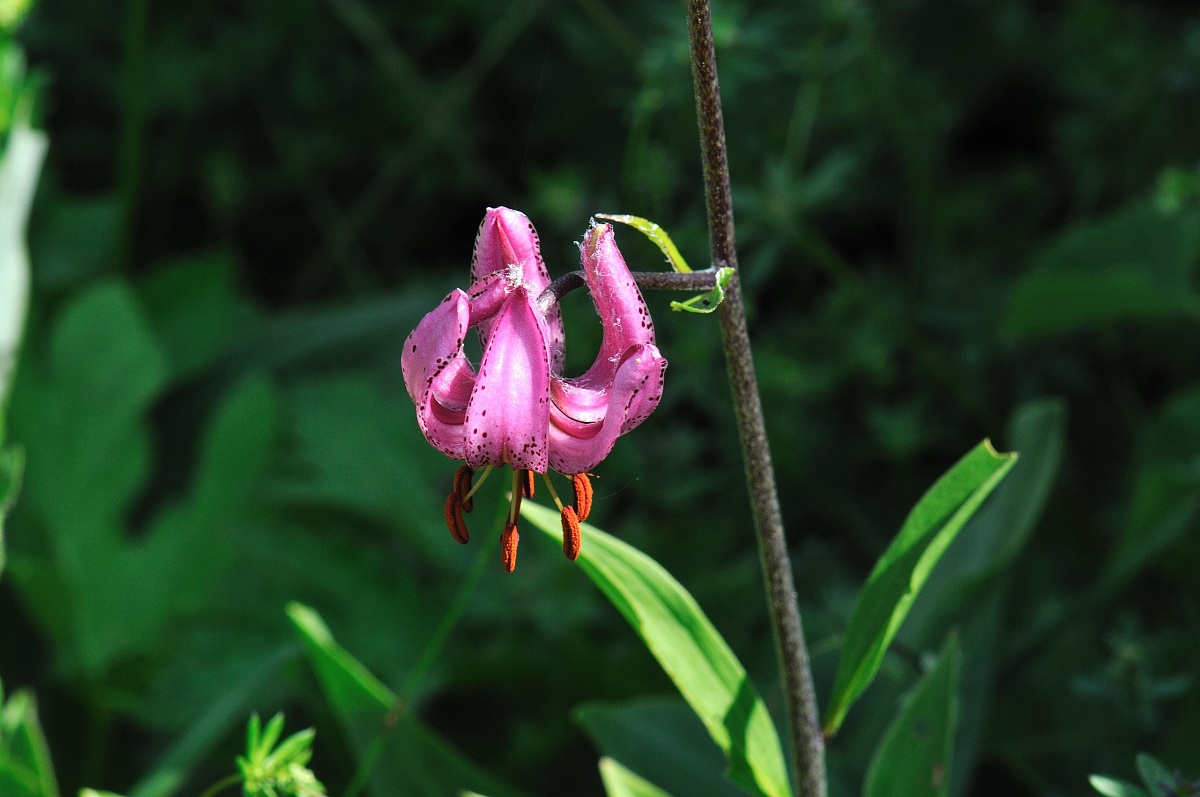 Turk's cap lily