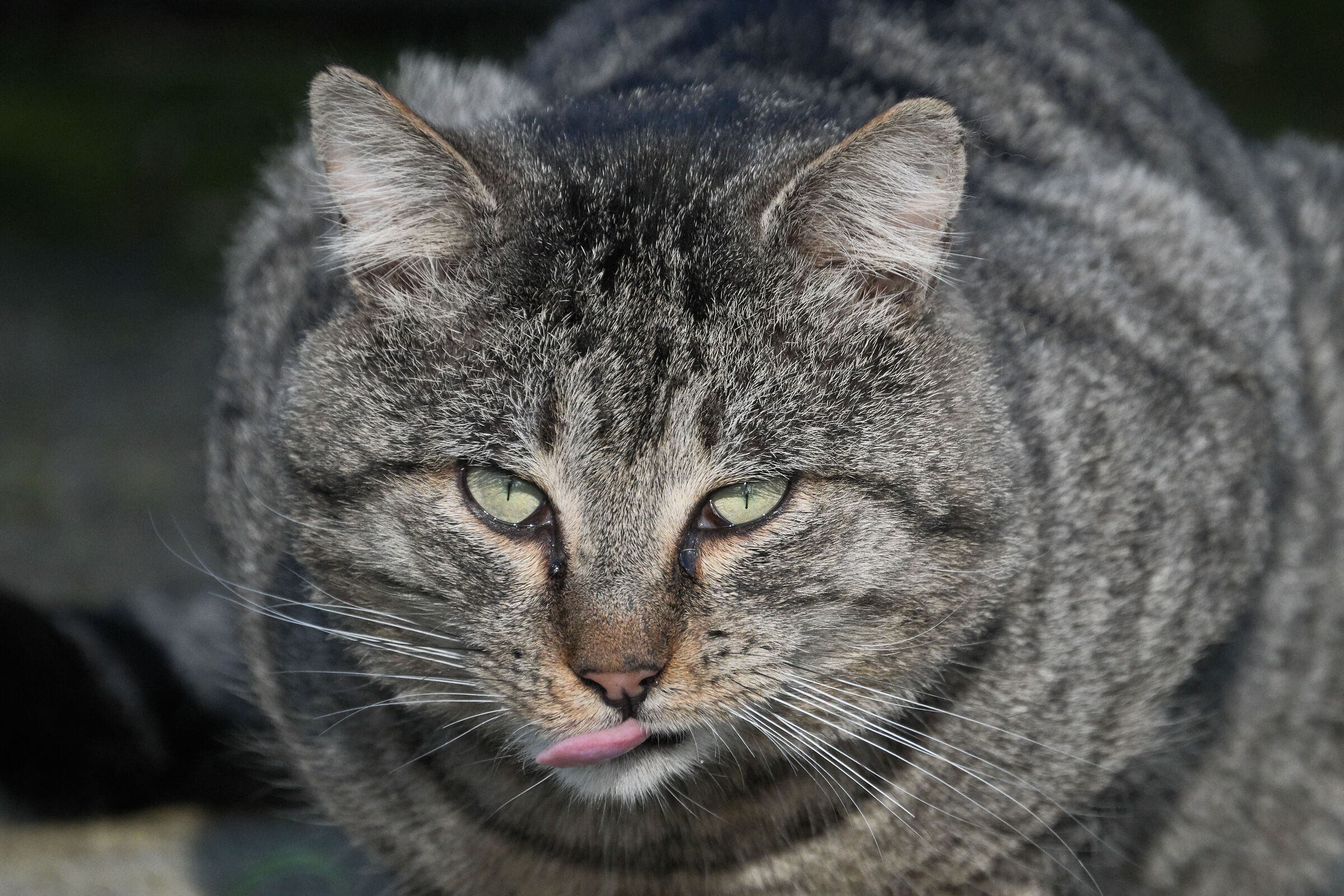 Grut... Sono proprio un bel gattone