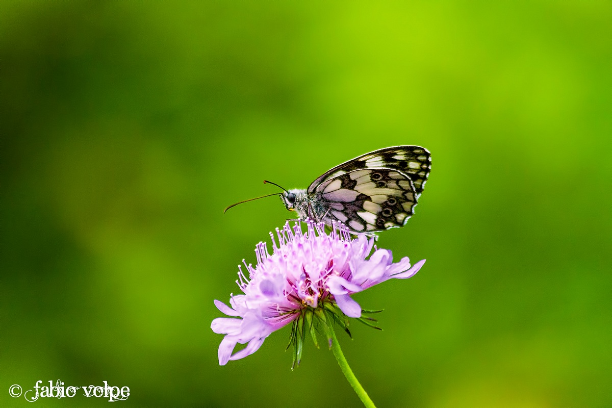 Leggera come una piuma