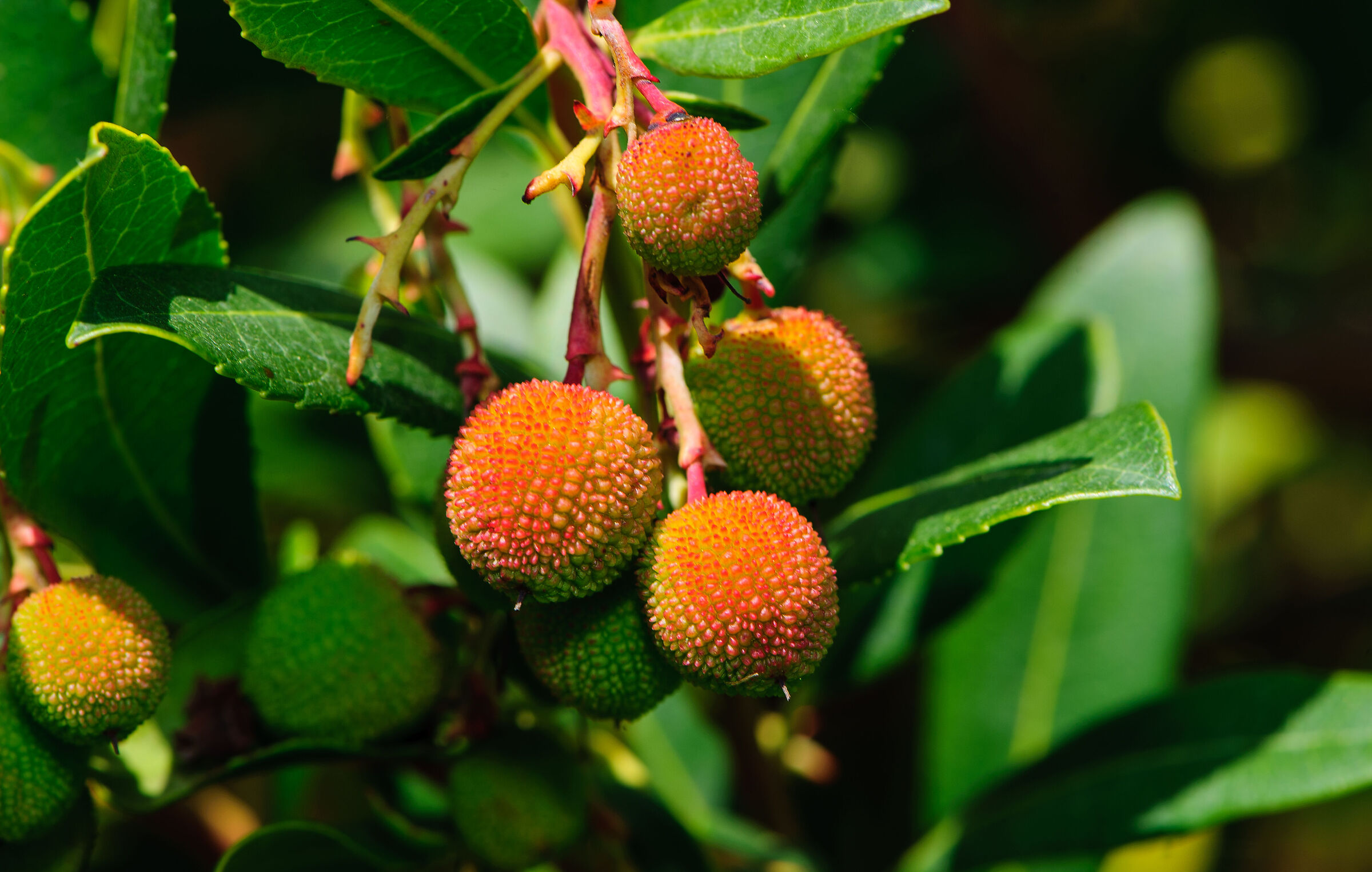 Strawberry trees