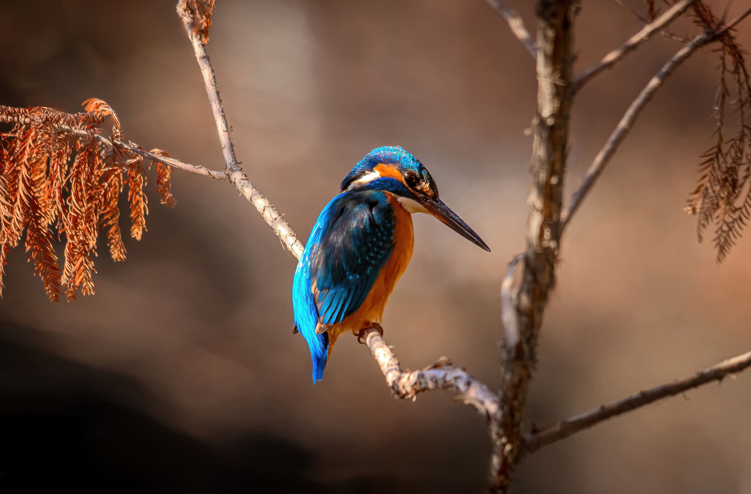 Common Kingfisher