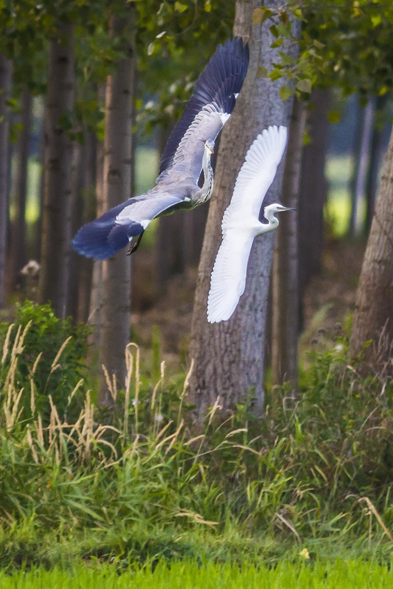 Airone Cinerino all'inseguimento...