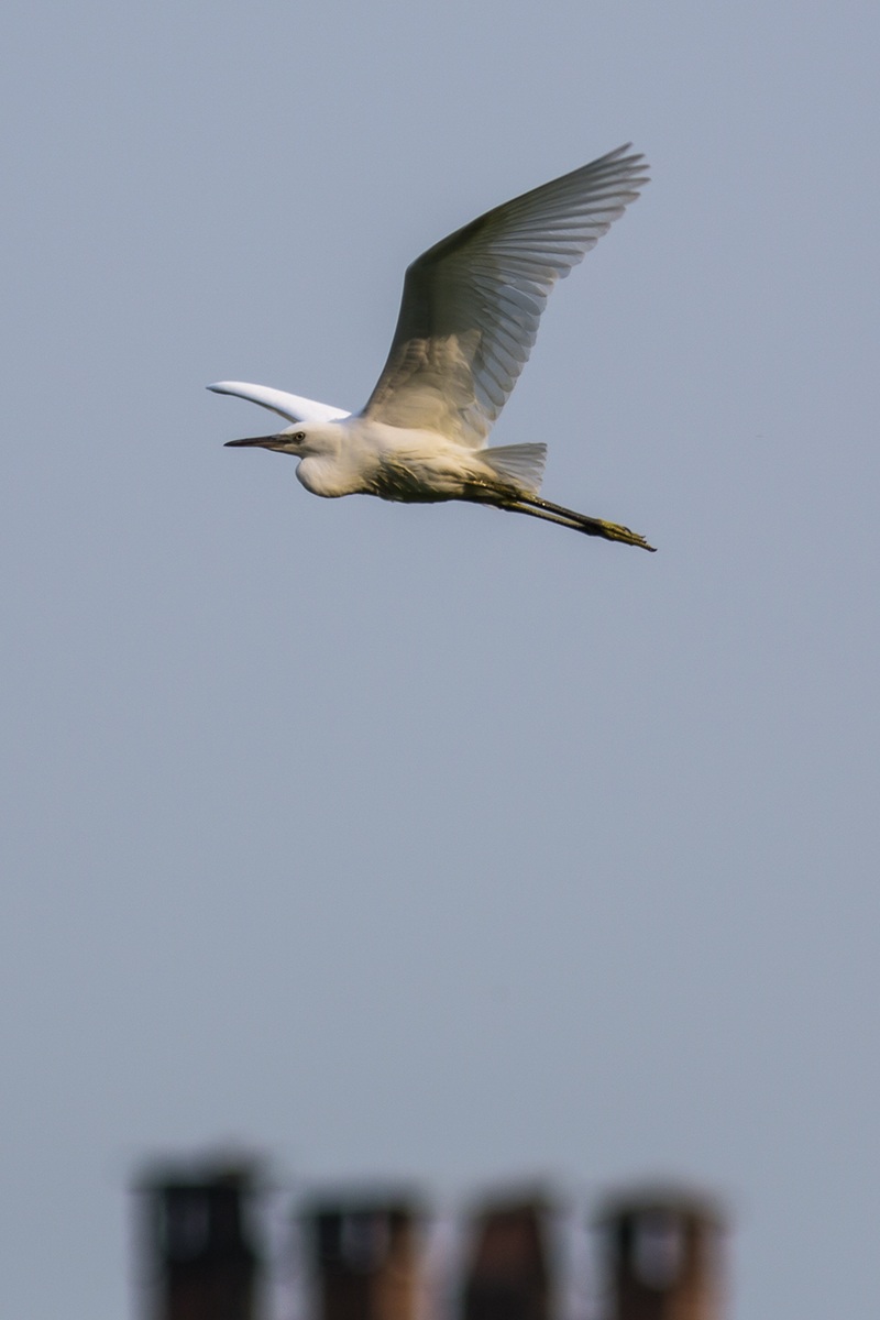 Airone Sopra i tetti