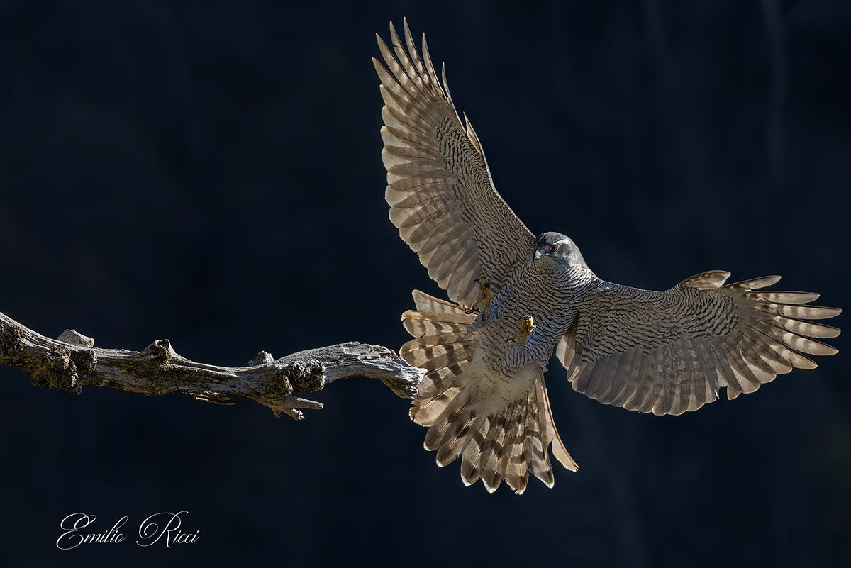 Goshawk