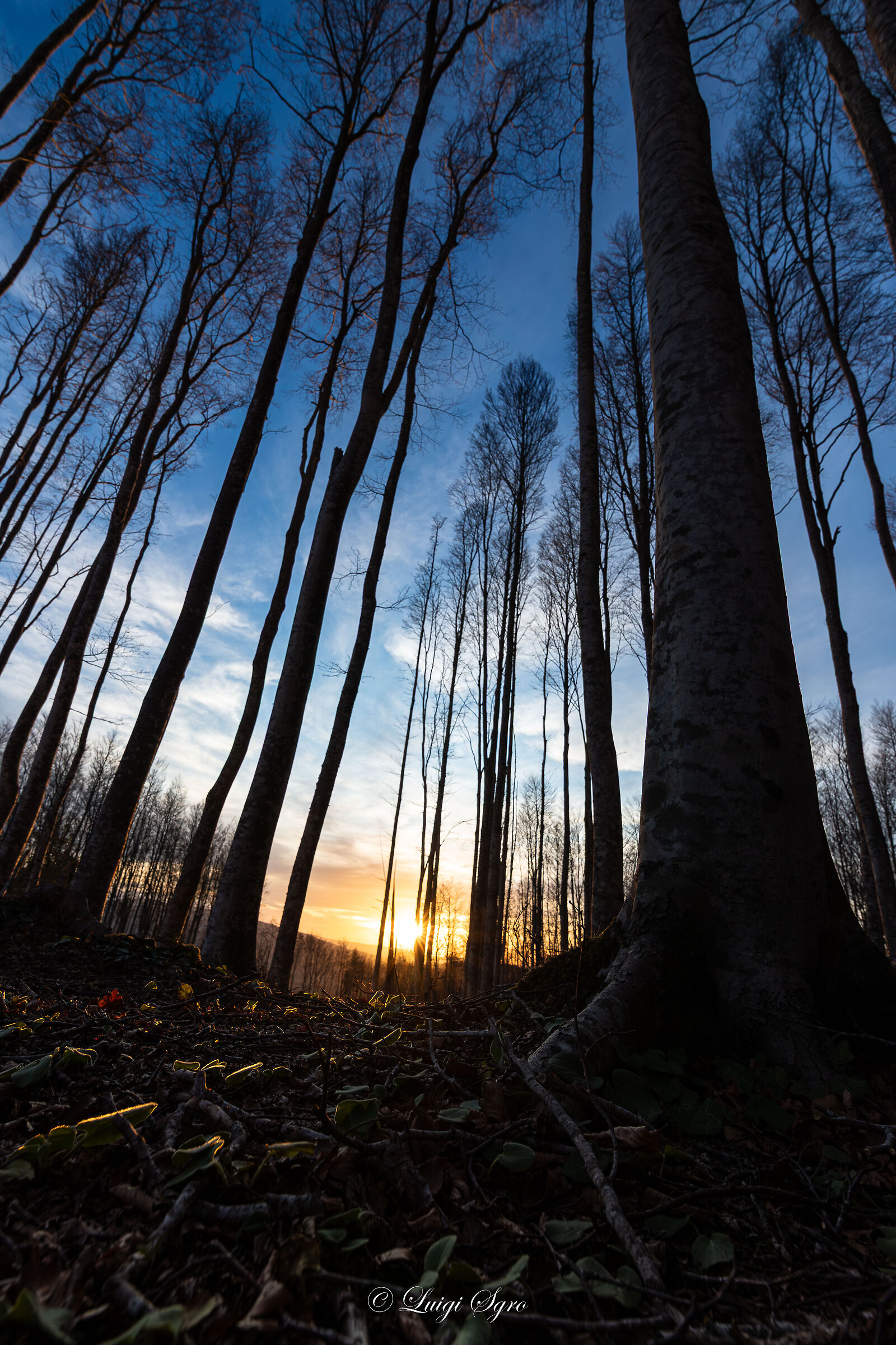 And night fell on the forest to greet another day