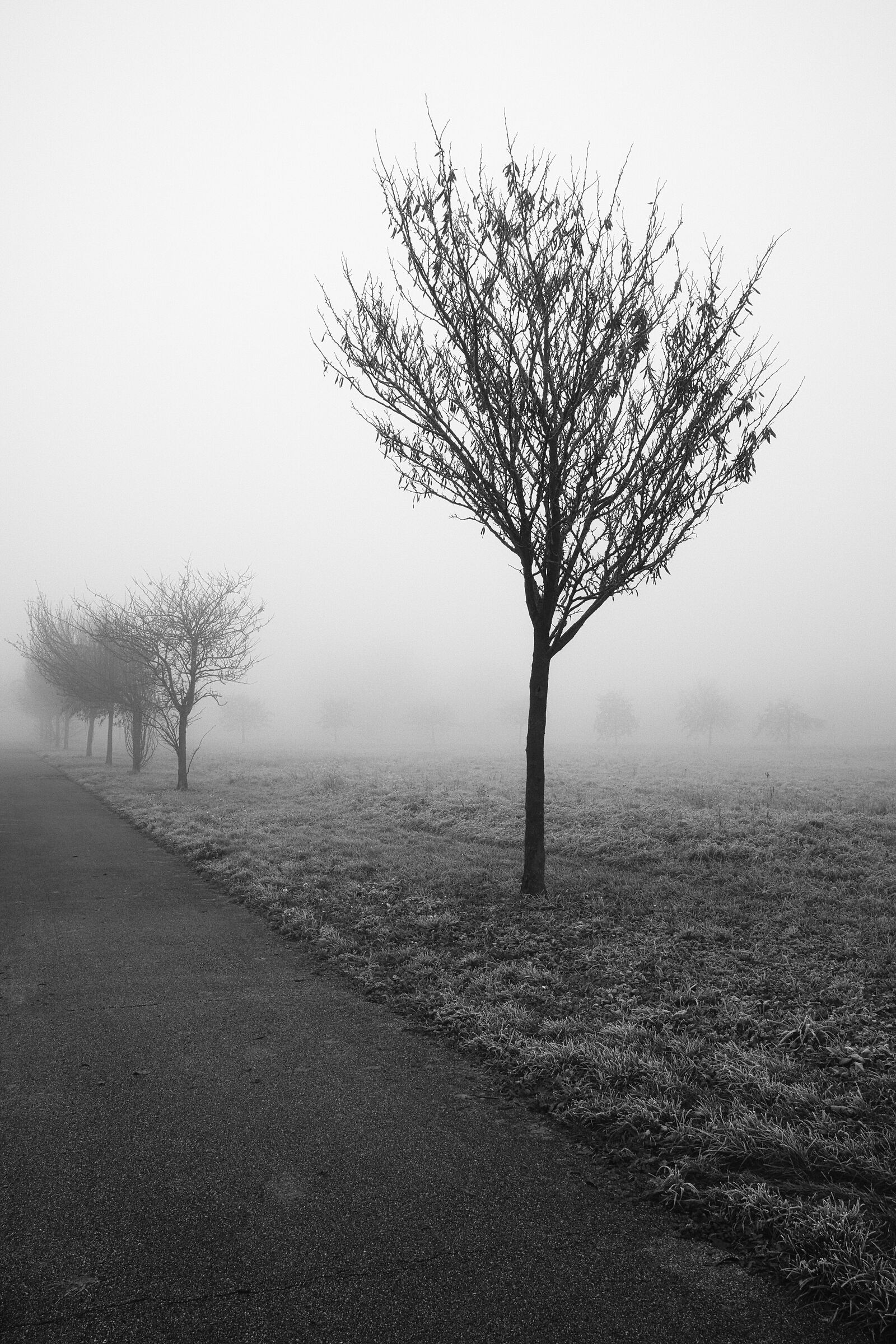 only the fog...
