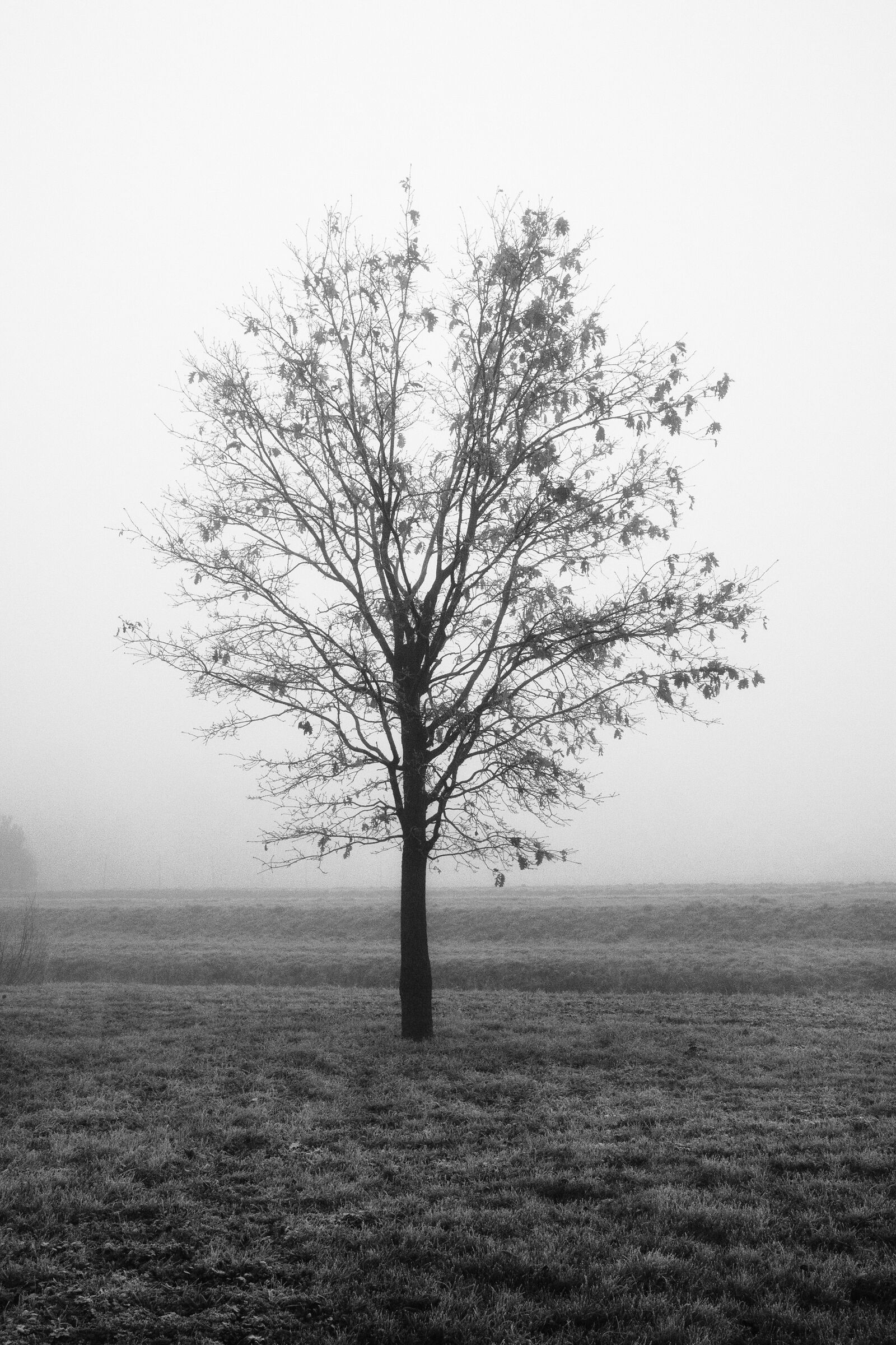 ... We only have fog
