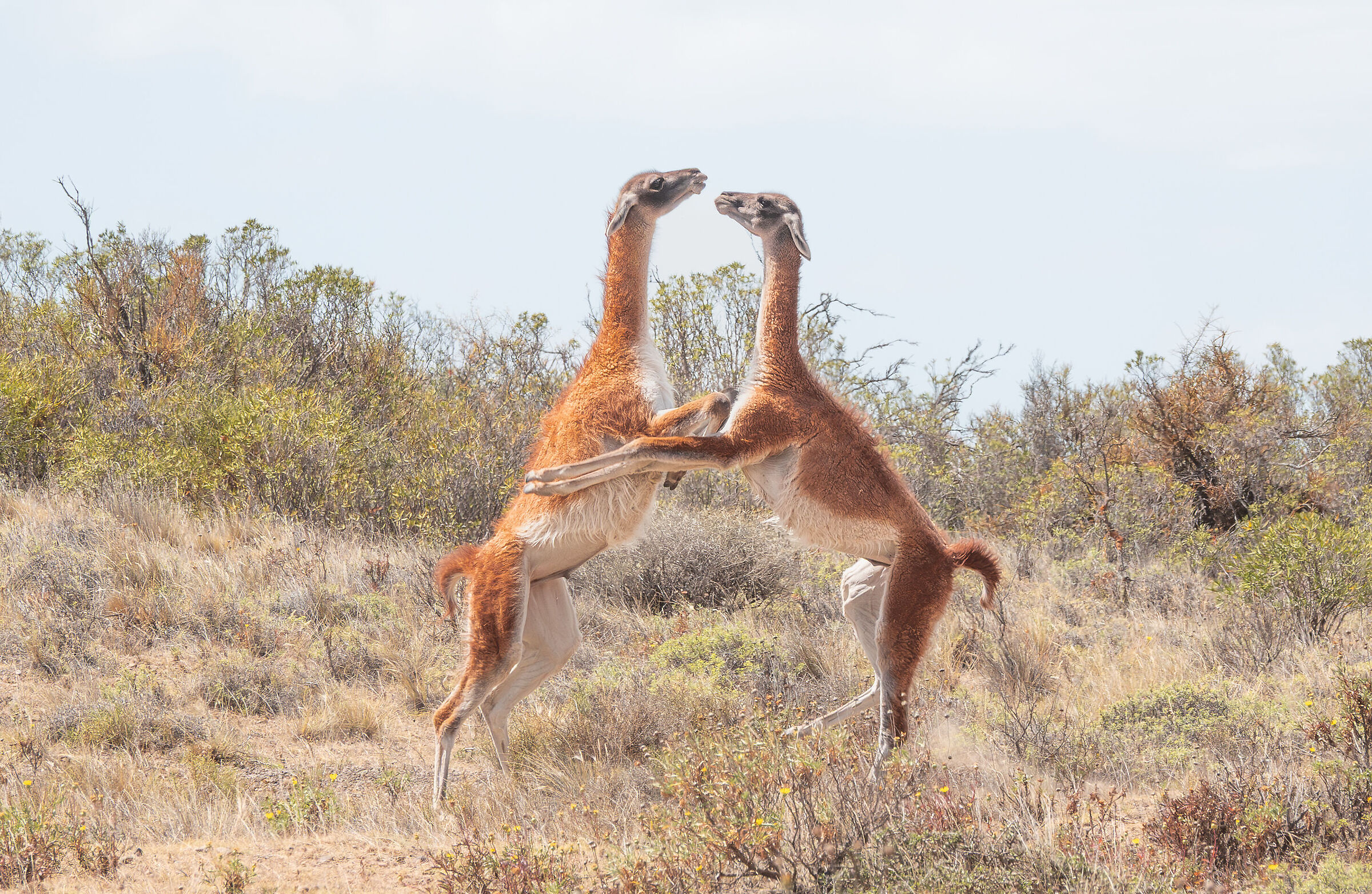 lotta tra guanachi