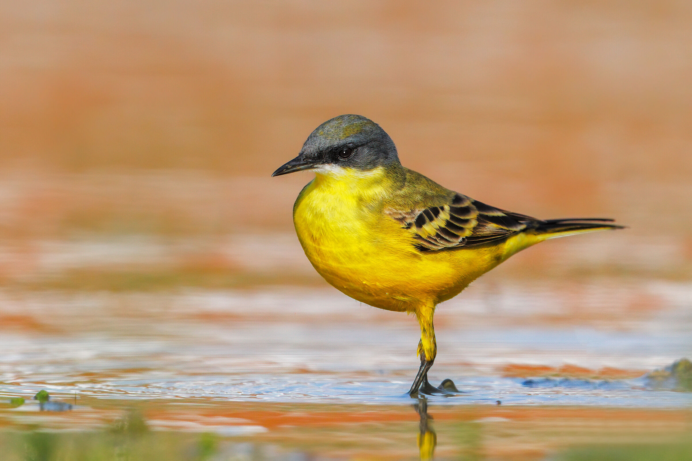 Wagtail