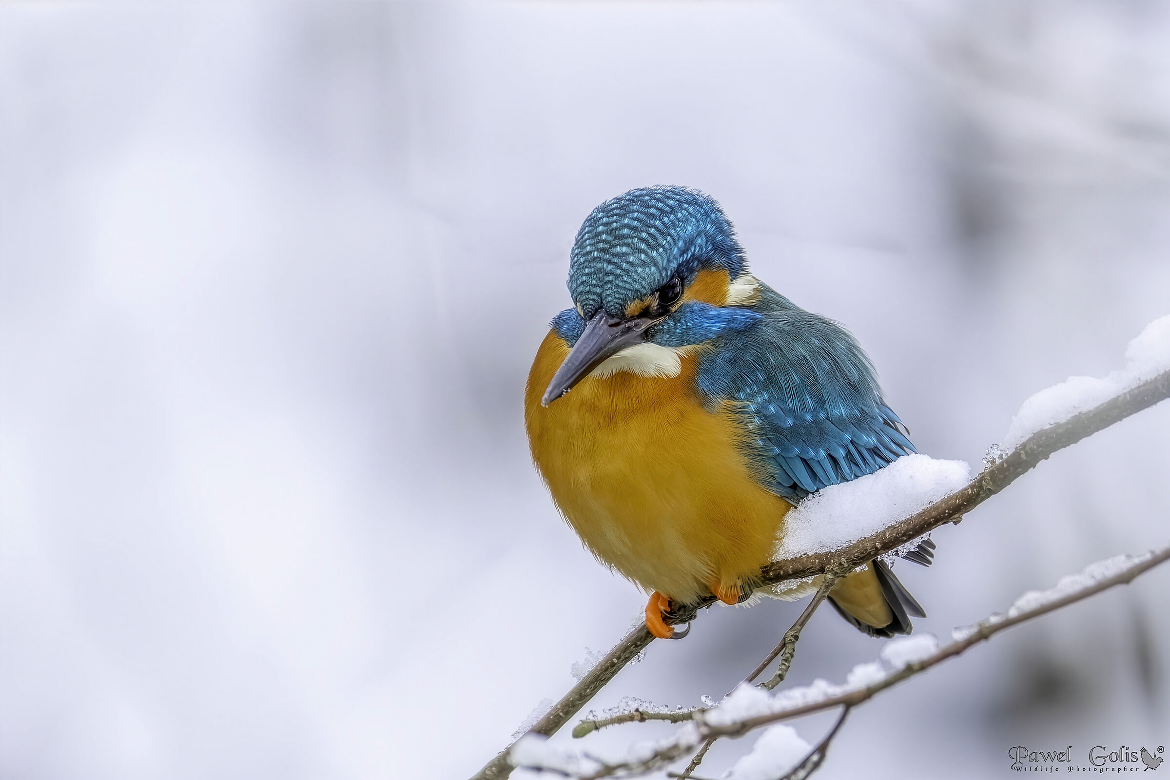 Kingfisher in the snow (Alcedo atthis)