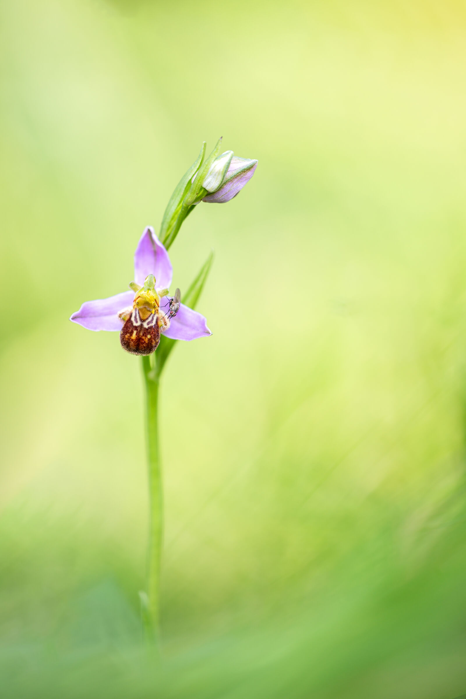 Ophrys apifera
