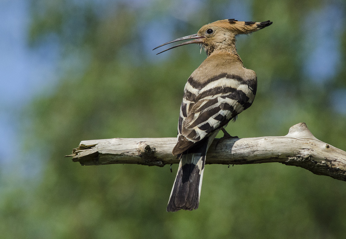 hoopoe