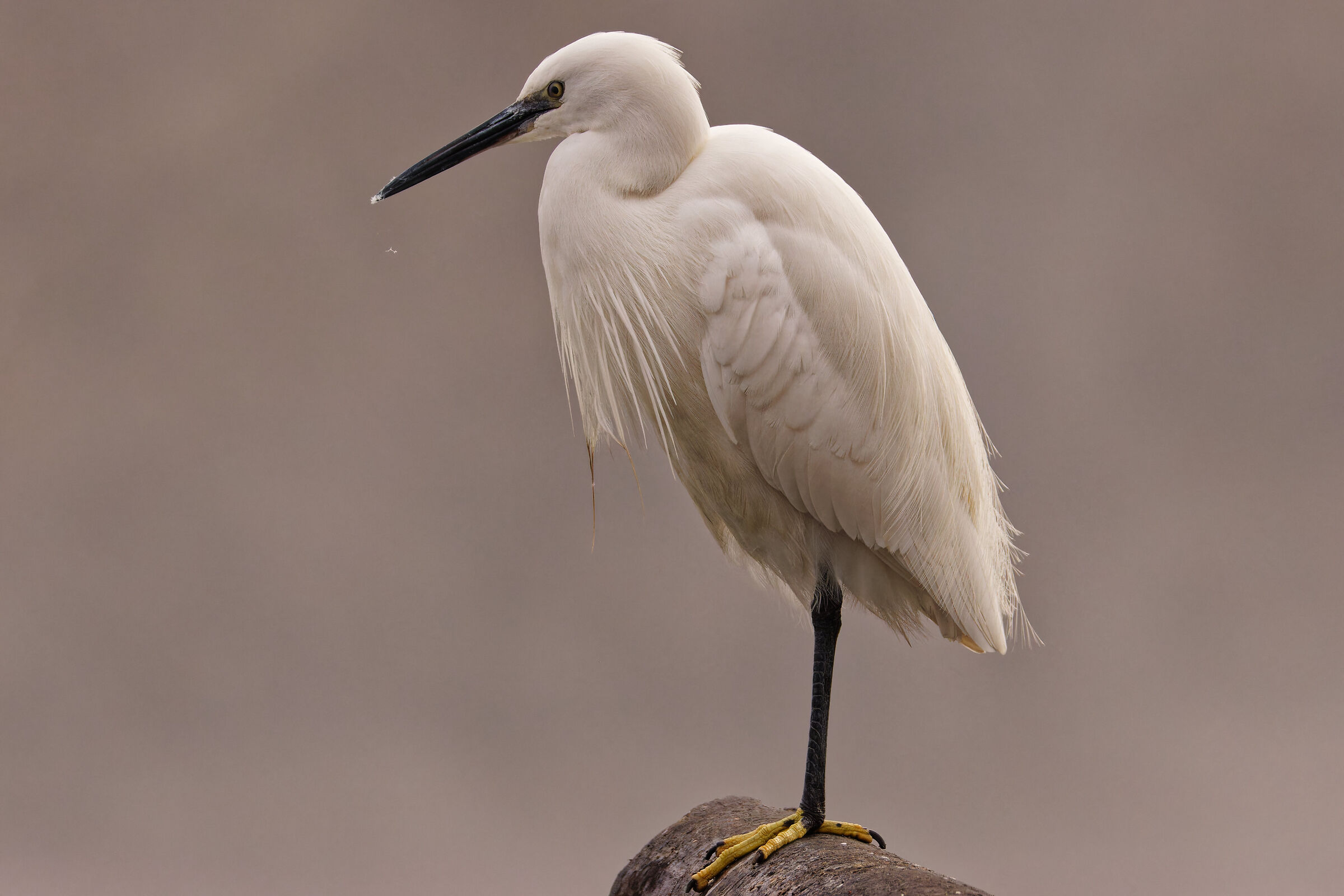 Little Egret