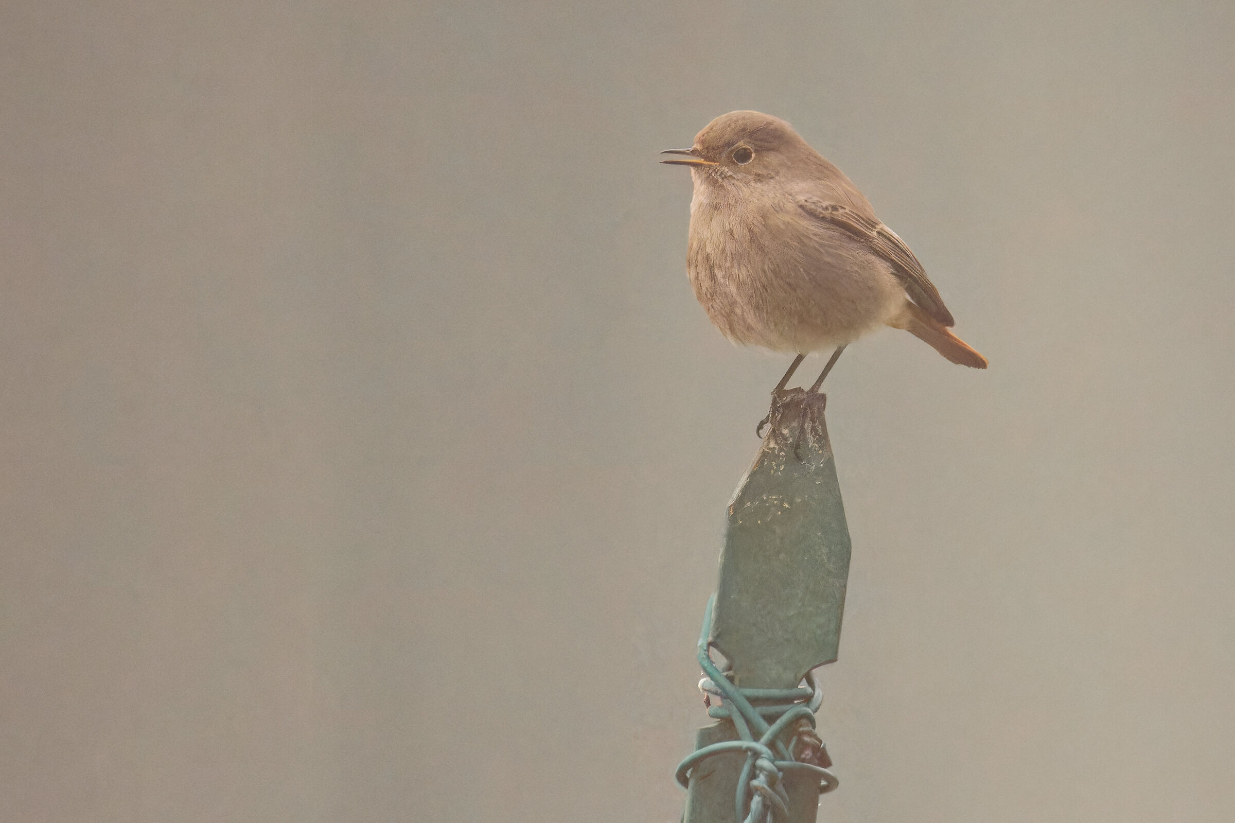 Chimney Sweep Redstart in the Fog