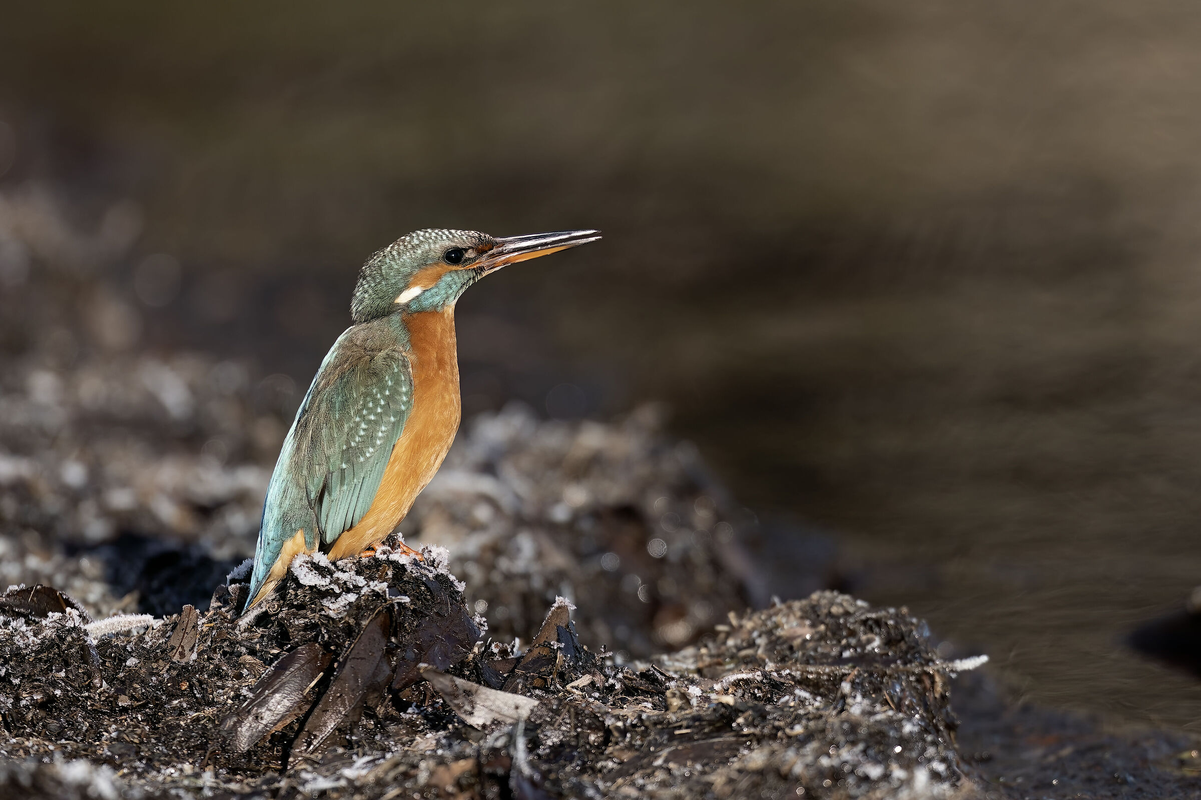 Kingfisher