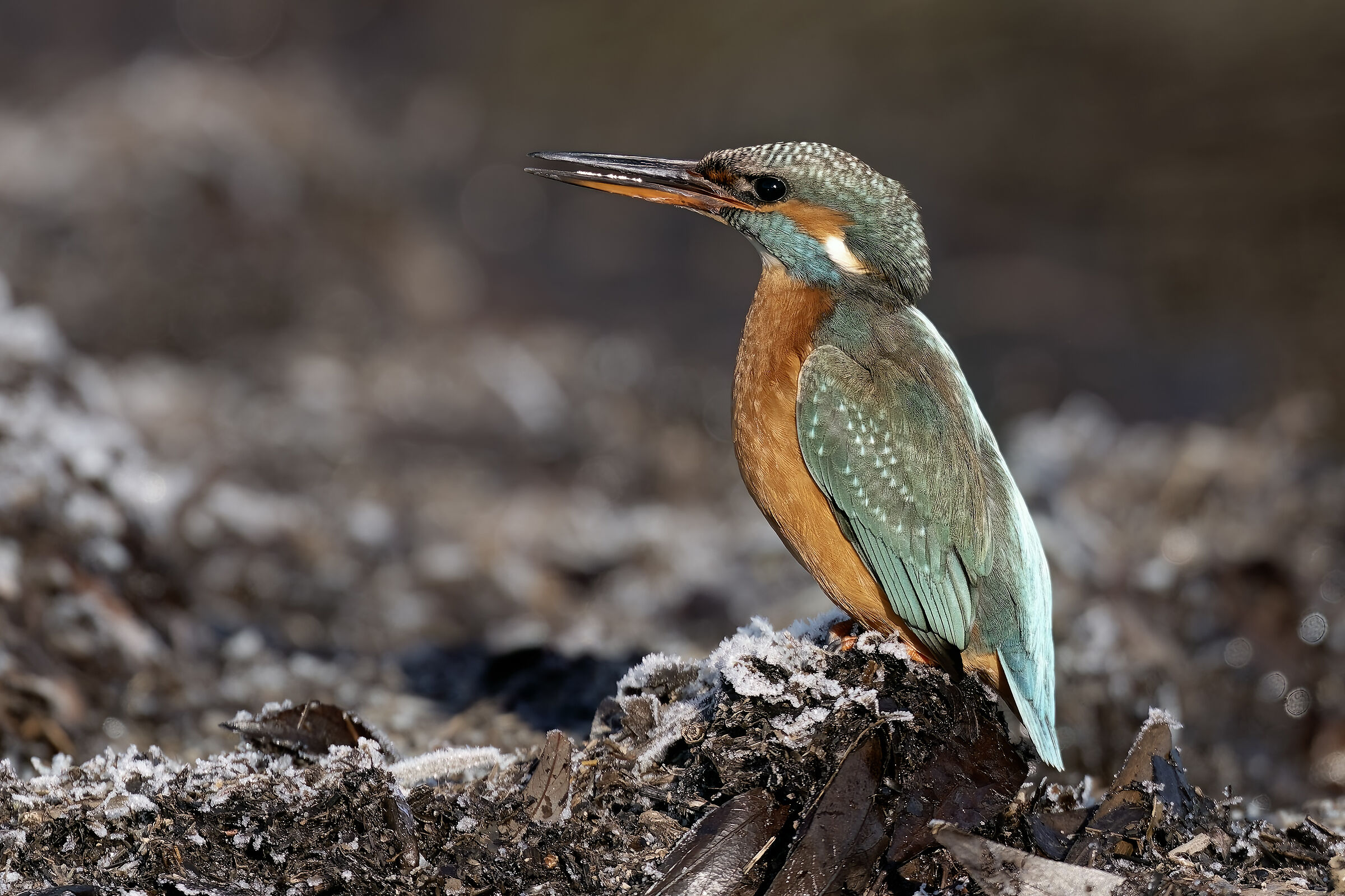Kingfisher