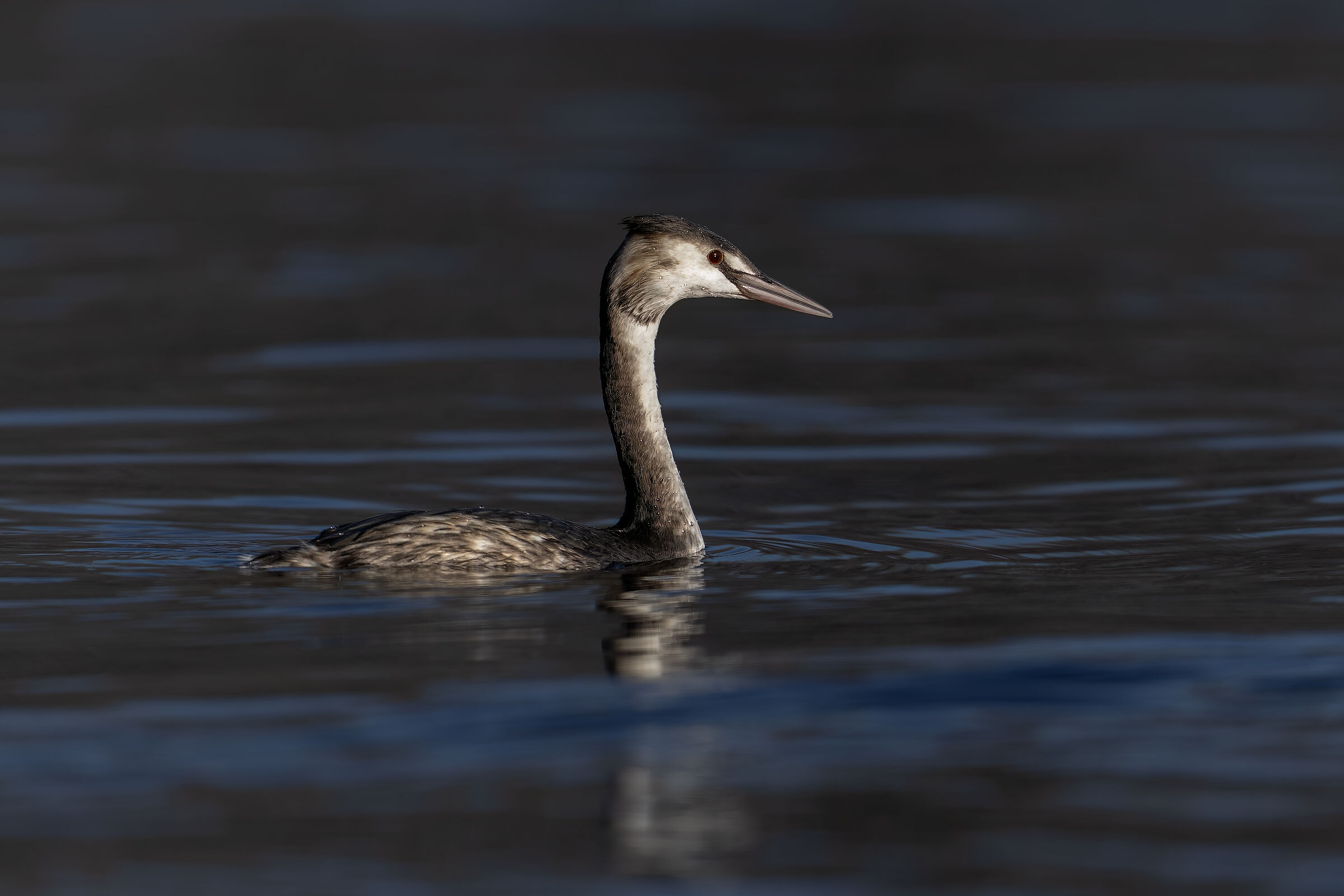 Great crested grebe