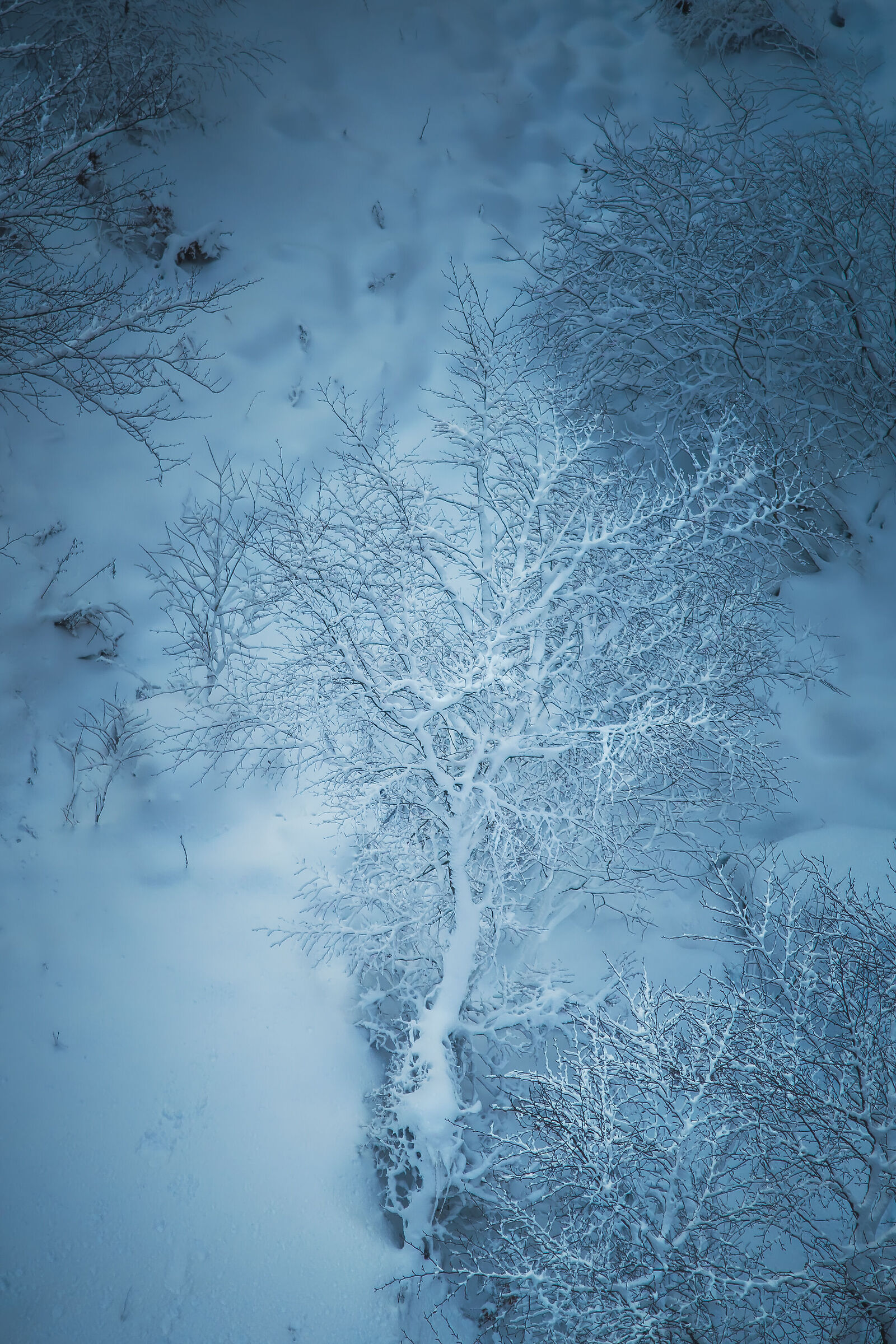 Albero innevato