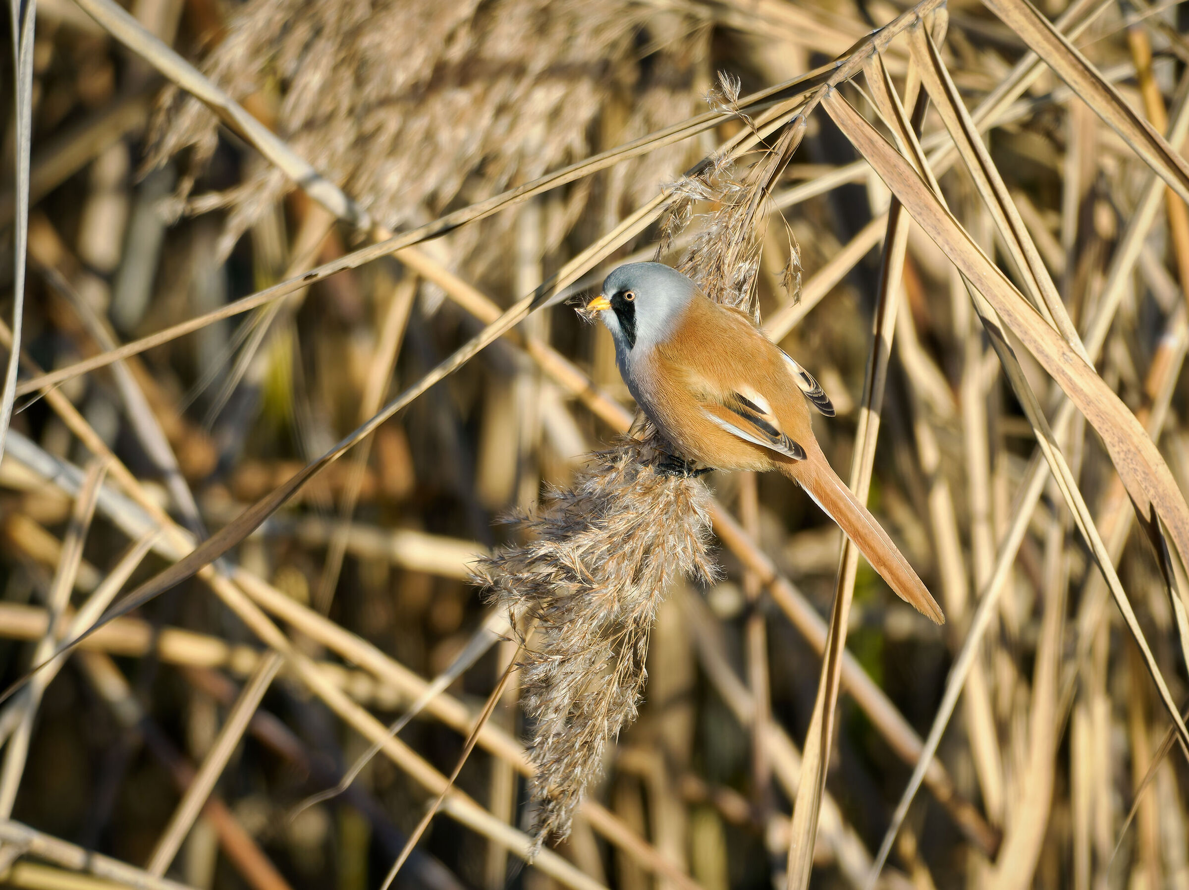 Basettino&male; in alimentazione