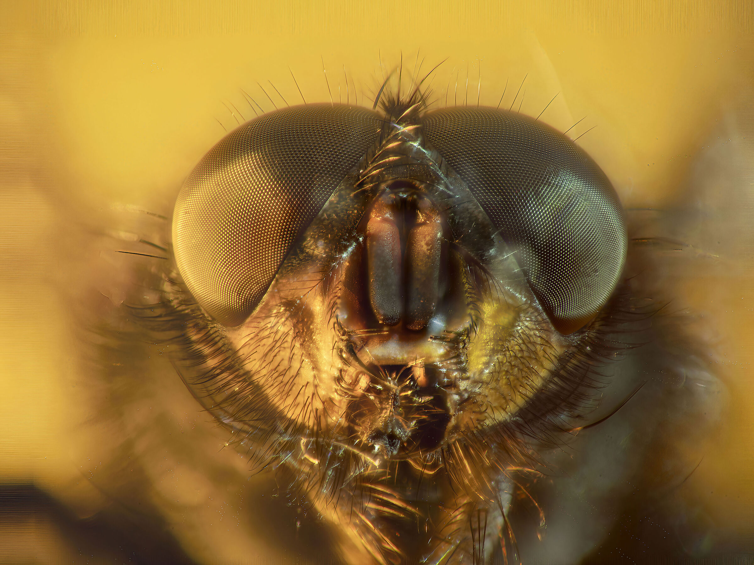 Lesser house fly
