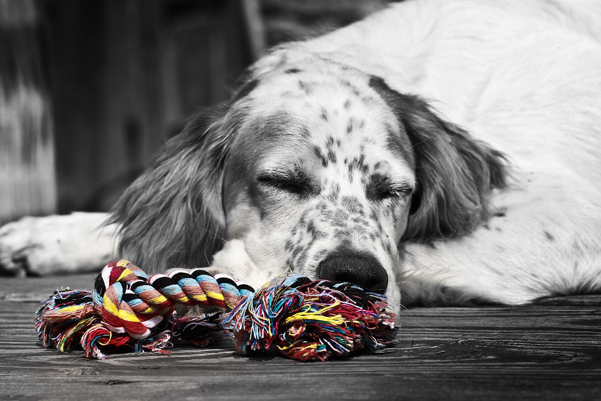 il mio migliore amico Floc