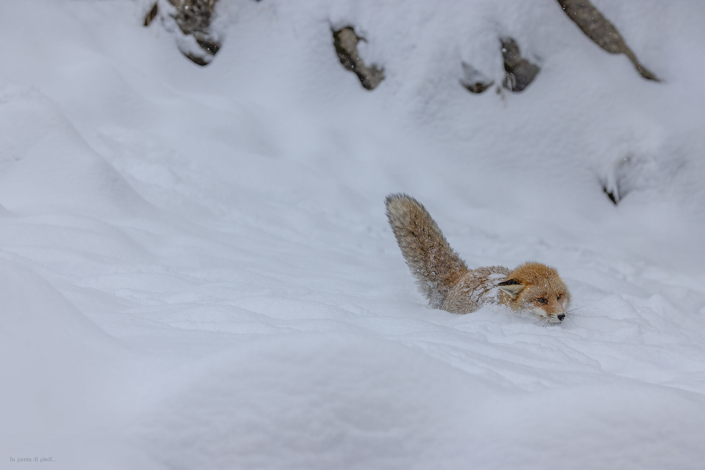 Fresh Snow Red Fox - Vulpes Vulpes