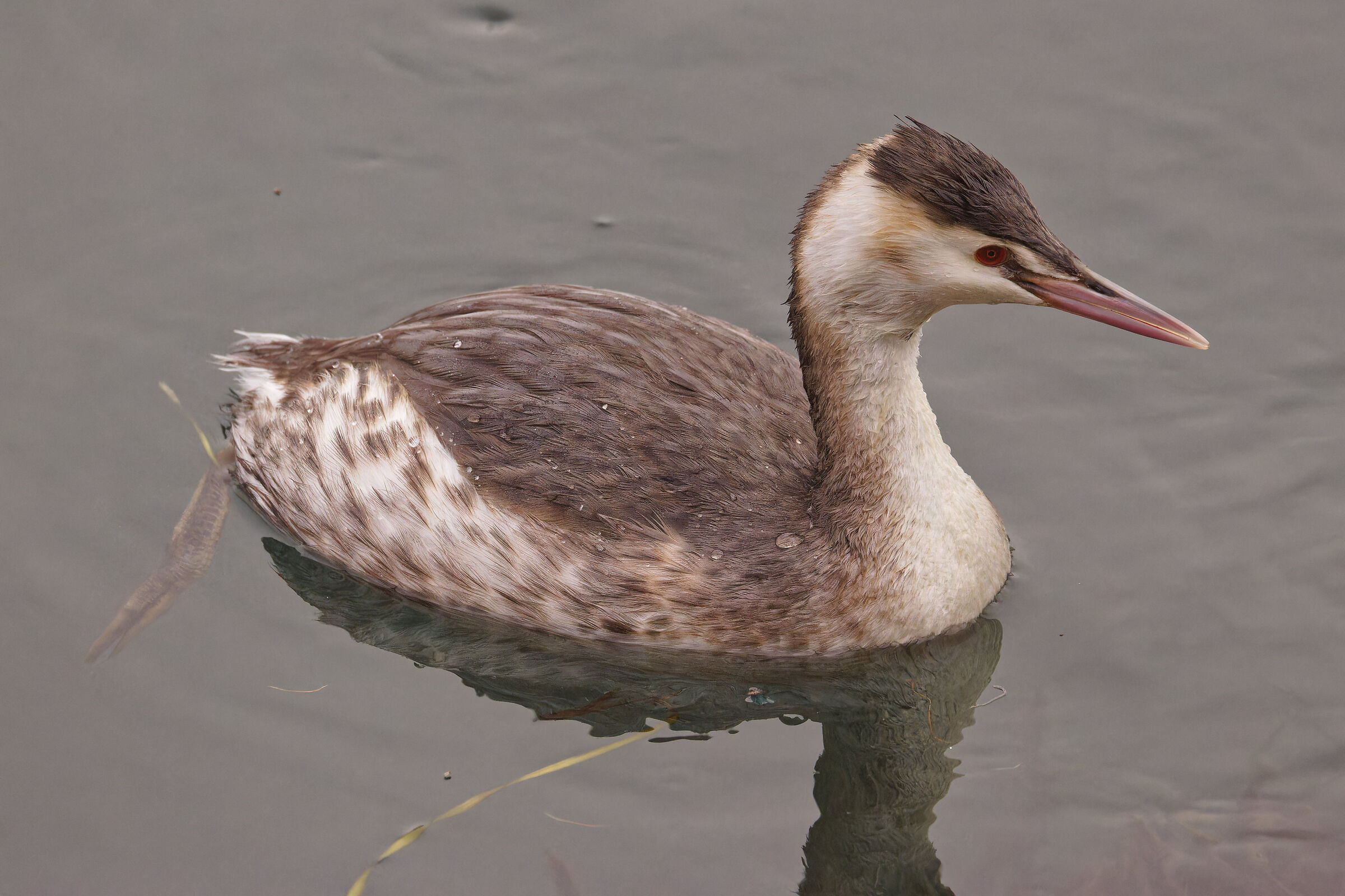 Great crested grebe