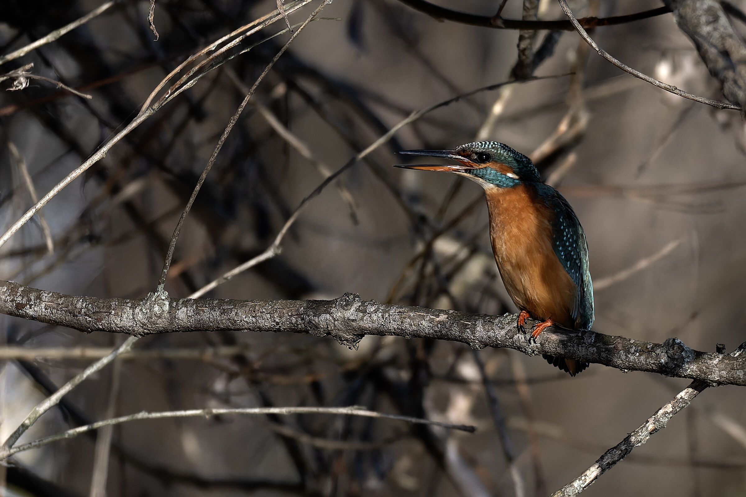 Among the branches Martina