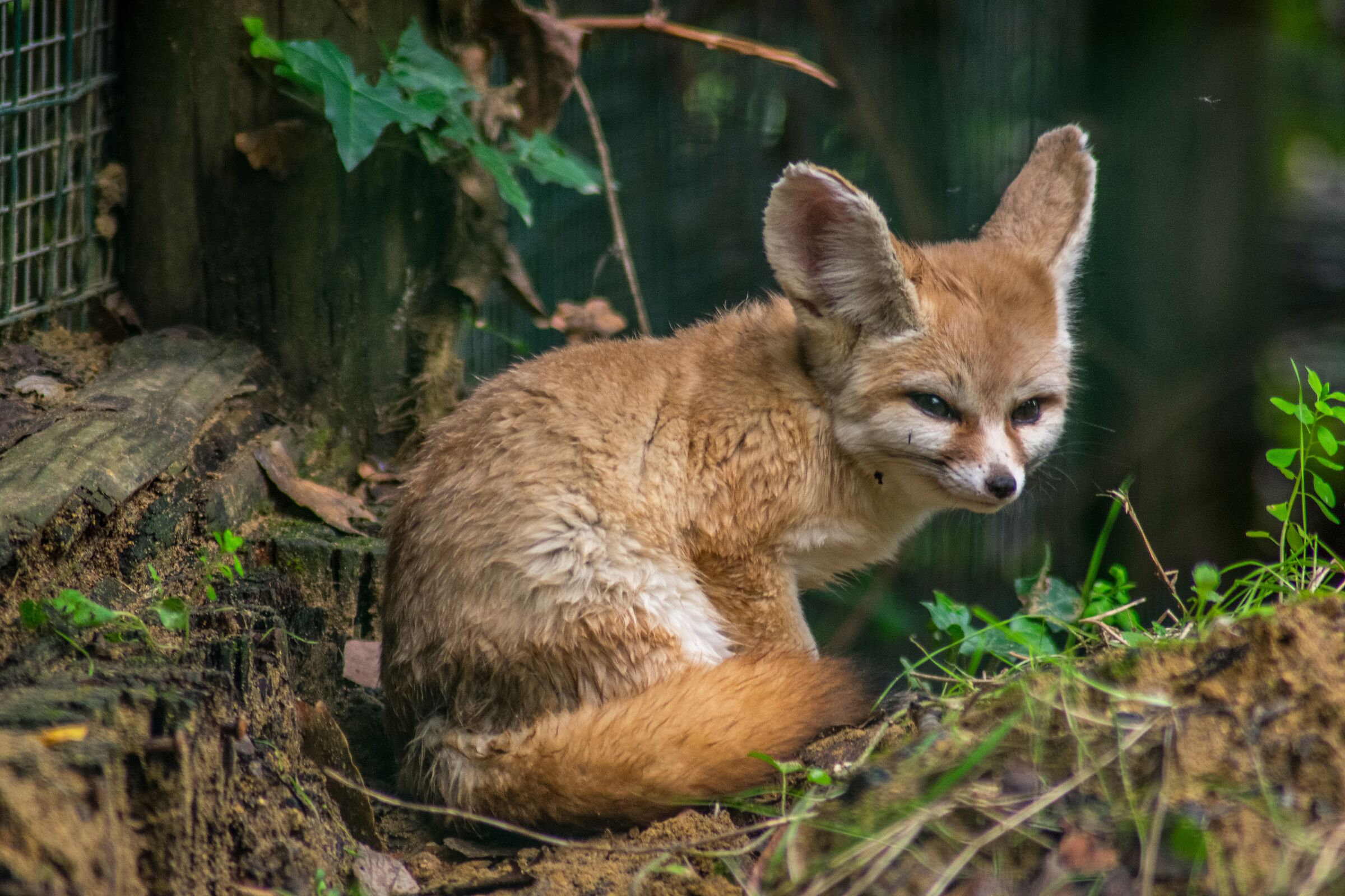 Fennec