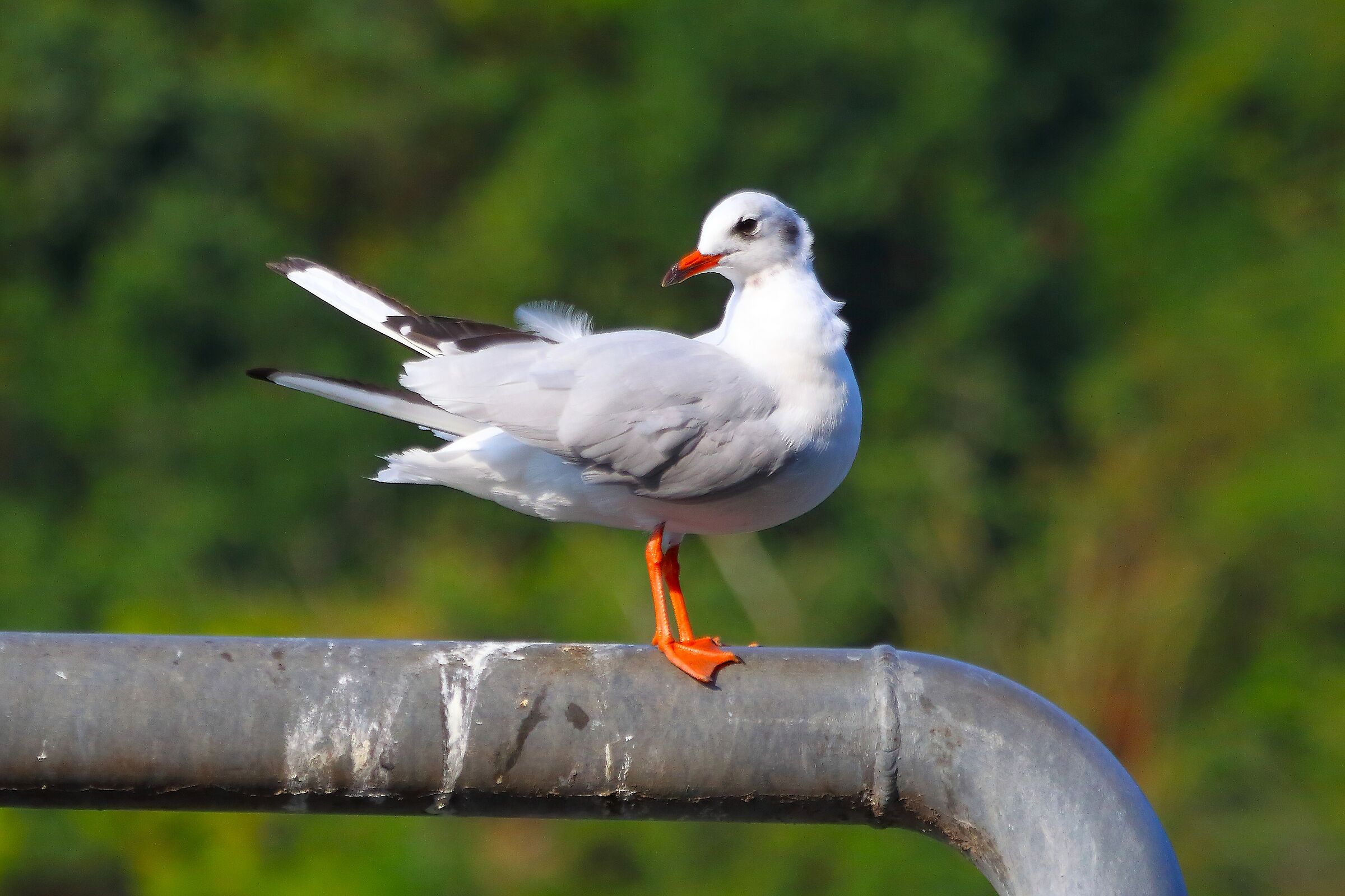 Gabbiano 13 agosto 2025 - 0075