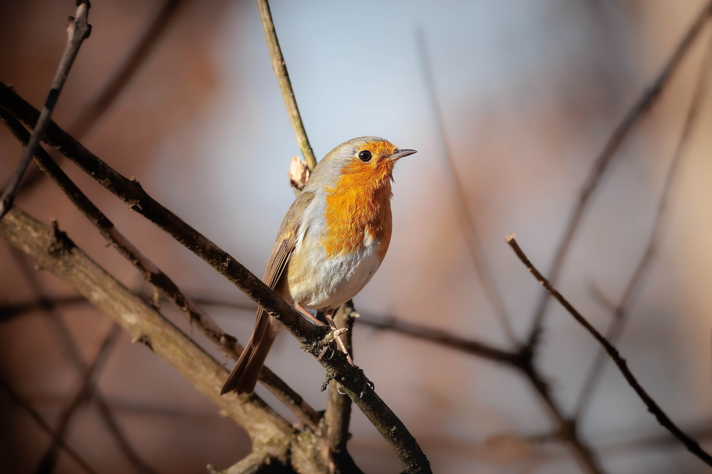Robin