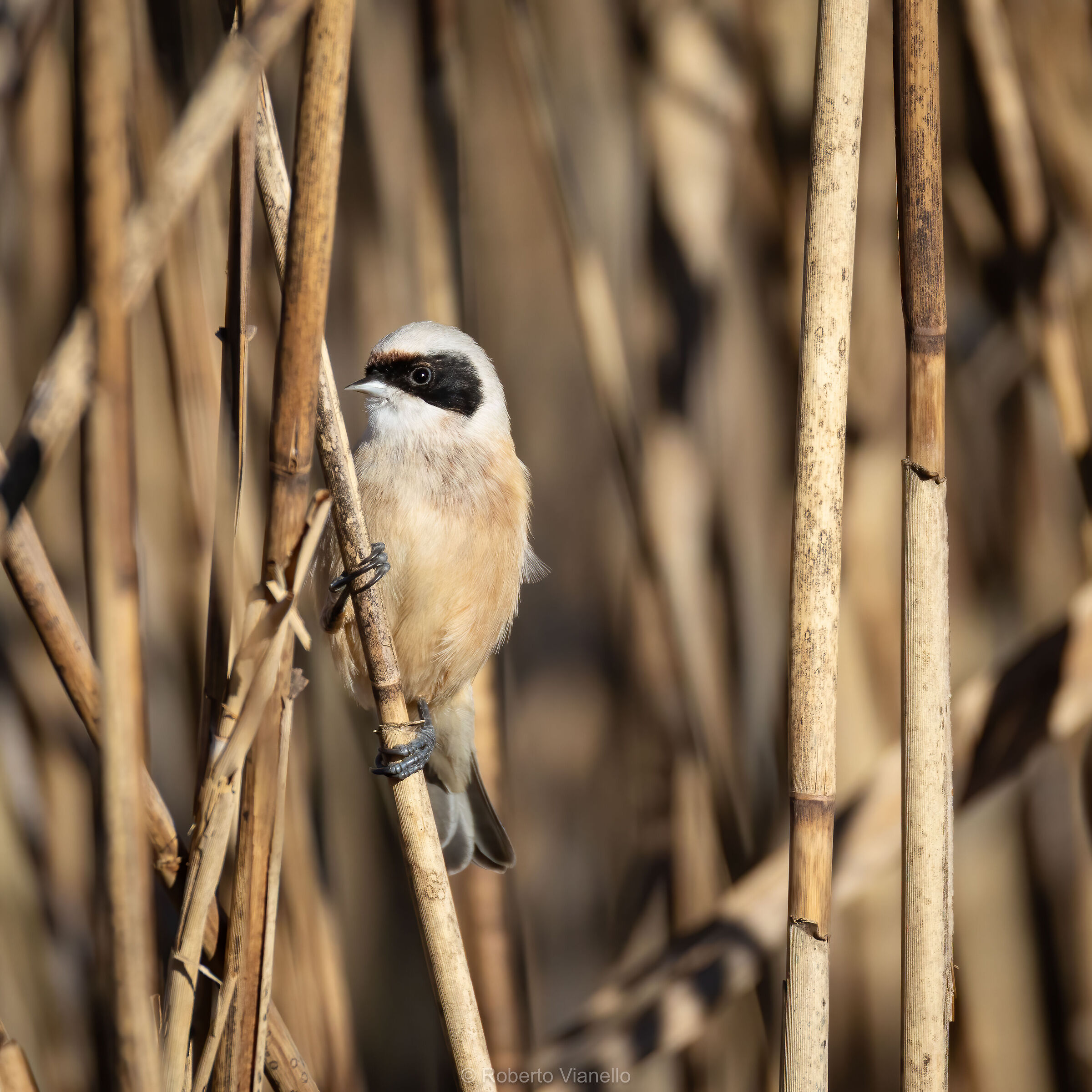 Pendolino (Remiz pendulinus)
