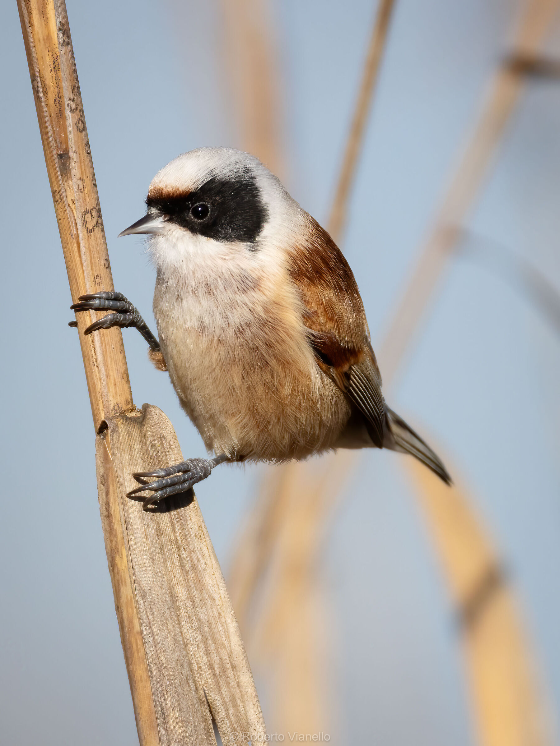 Pendolino (Remiz pendulinus)